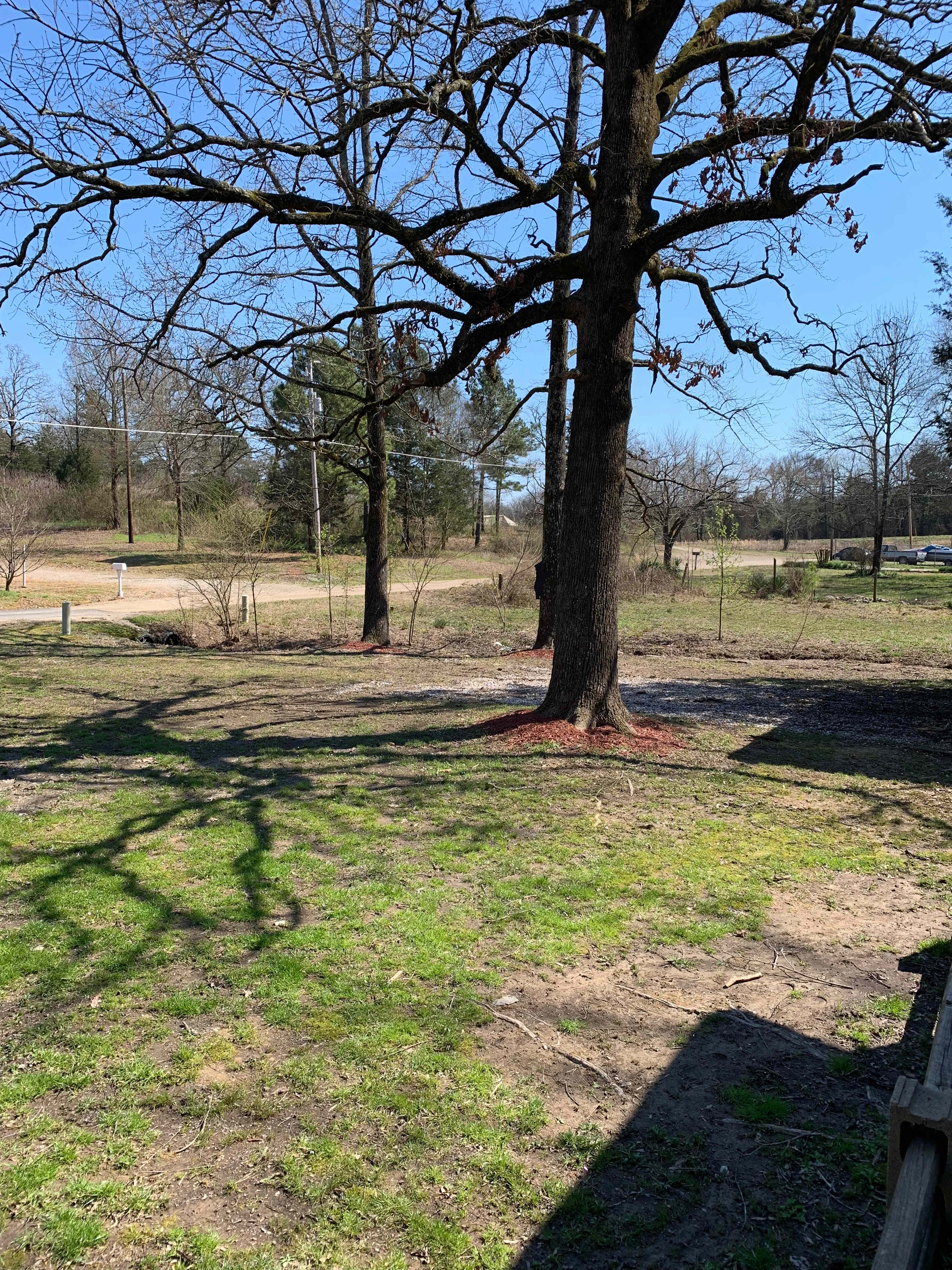 Front yard 