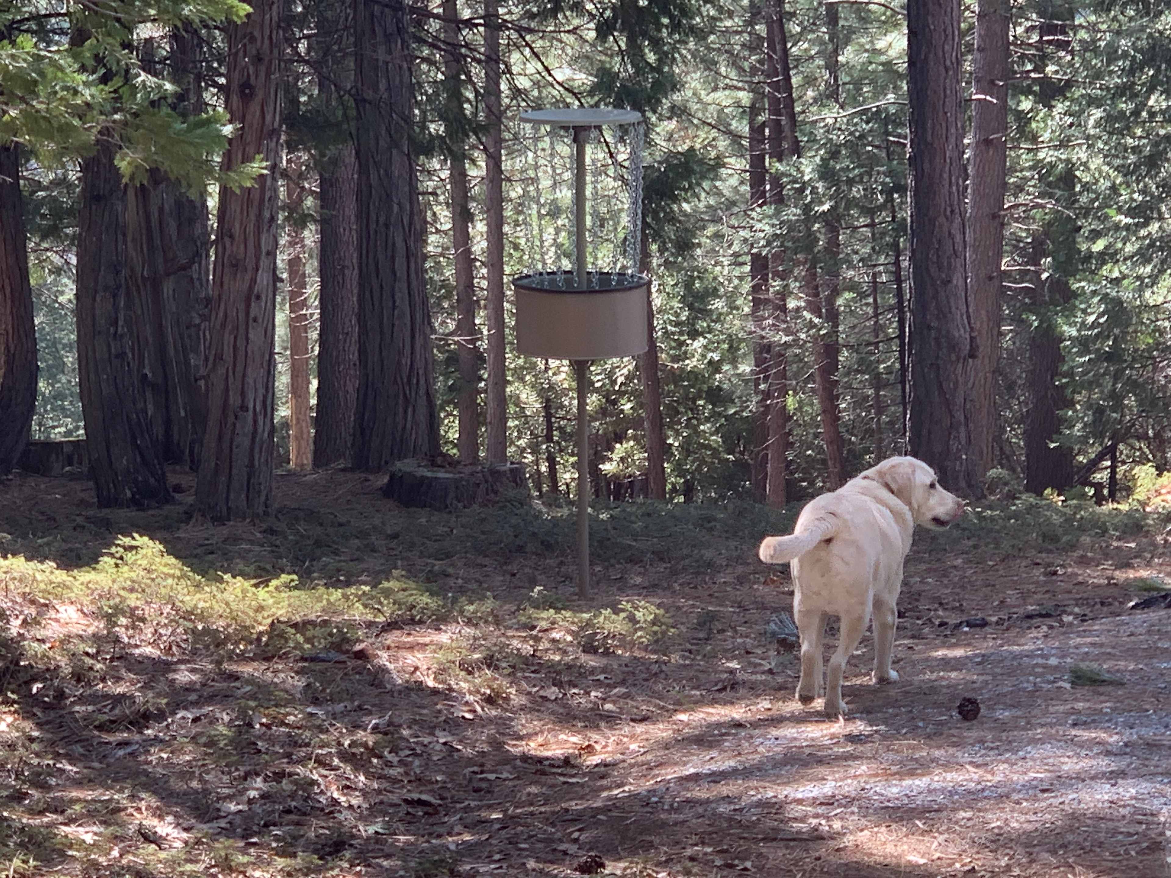 Disc Golf