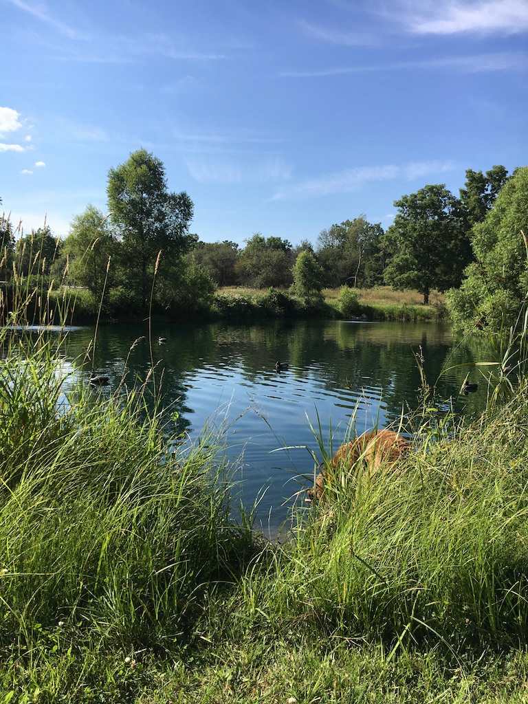 The larger basin of the pond, perfect for swimming, floating or just listening to the bullfrogs.  