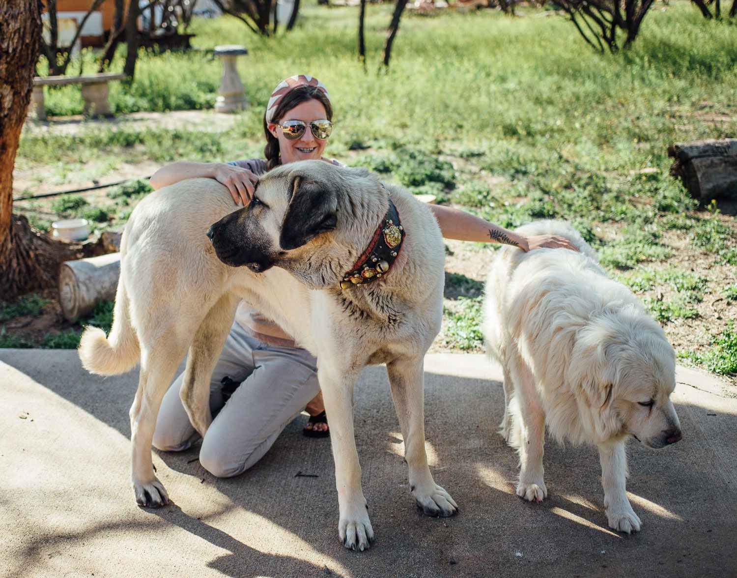 Resident guard dogs Ayodin and Barka are super sweet and great at their job! 