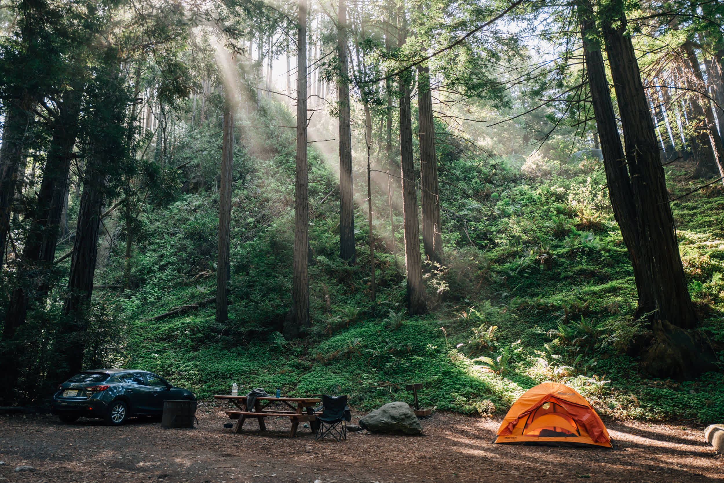 One of the Redwood sites in the morning light.