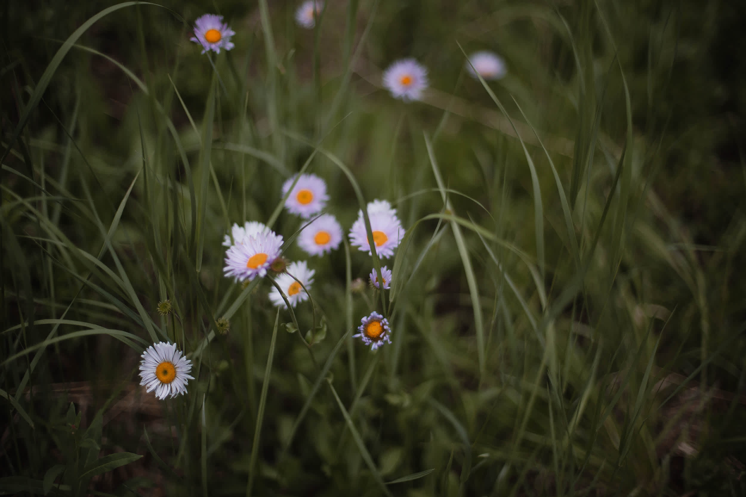 Beautiful wildflowers at the campsites
