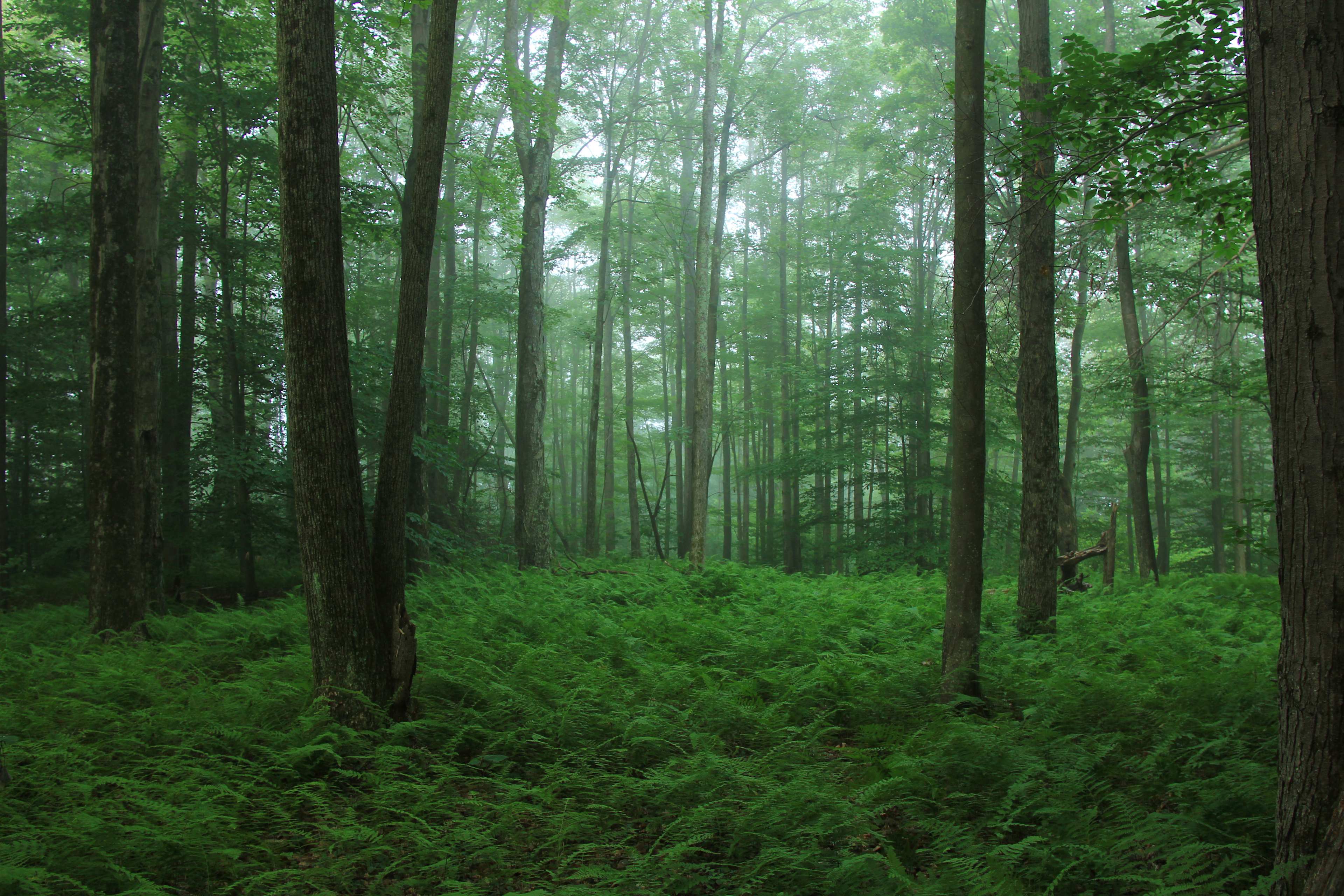 Top of the hill! This is where campsite 1 is located. The weather in the area changes throughout the day, and can often start with an eerie fog at sunrise in the summer. 