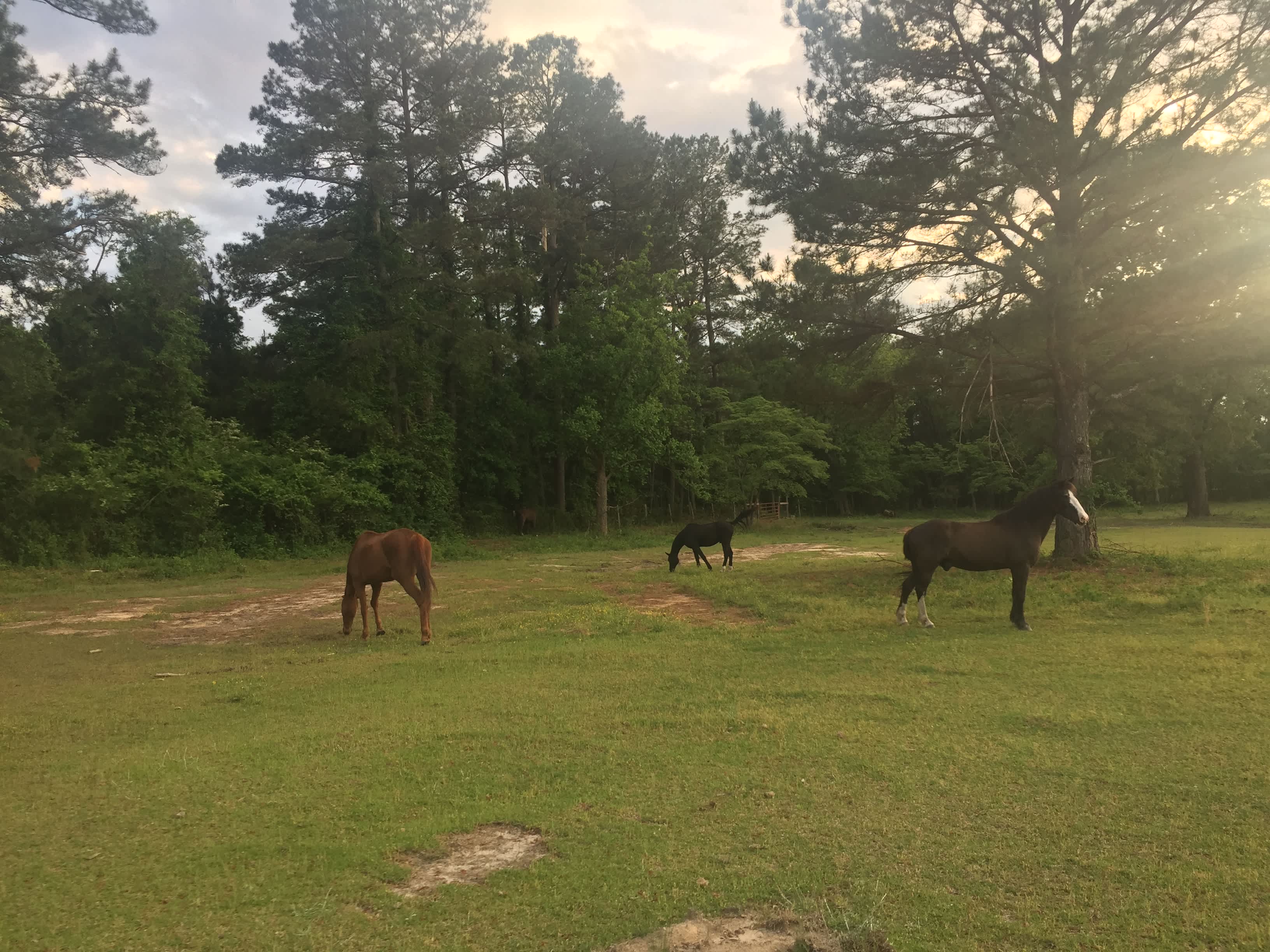 The herd keeping us company as we set up camp.