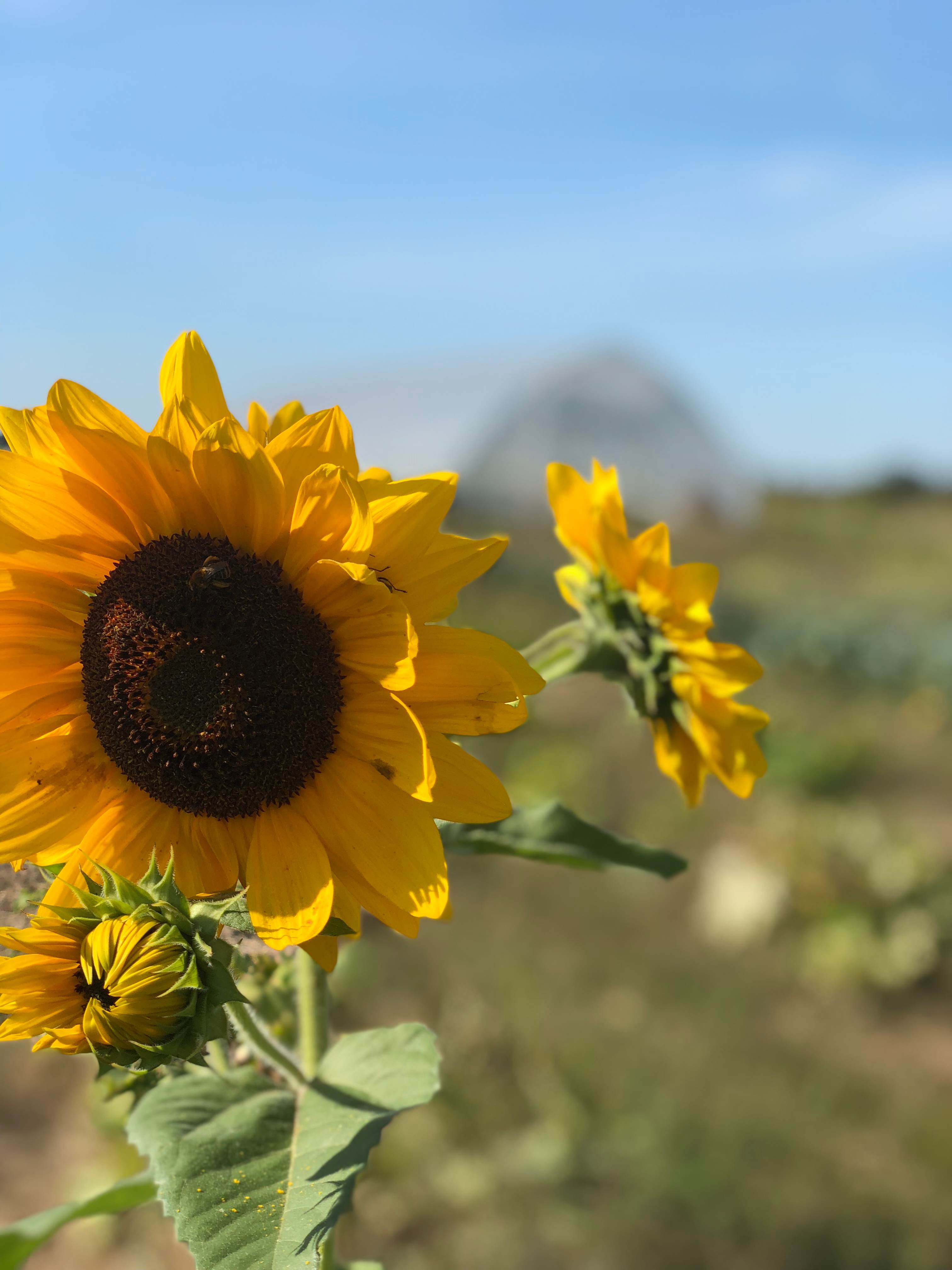 Come mid summer enjoy a walk through the pollinator habitat and enjoy the blooms of summer. Half the farm is dedicated to space for our beloved pollinators.