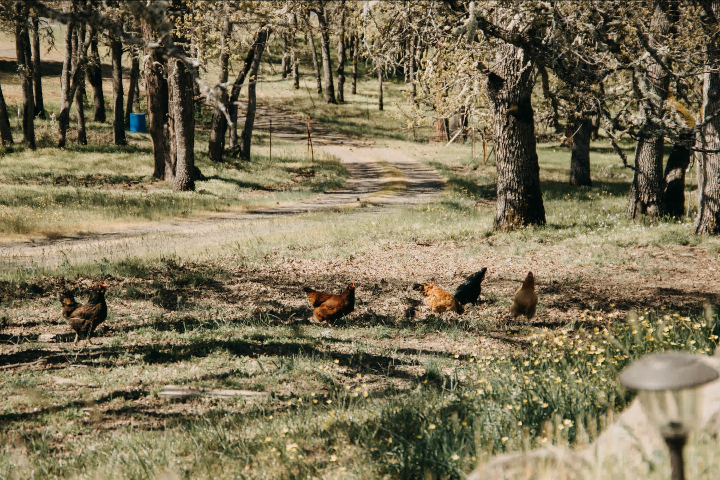 Her super friendly chickens
