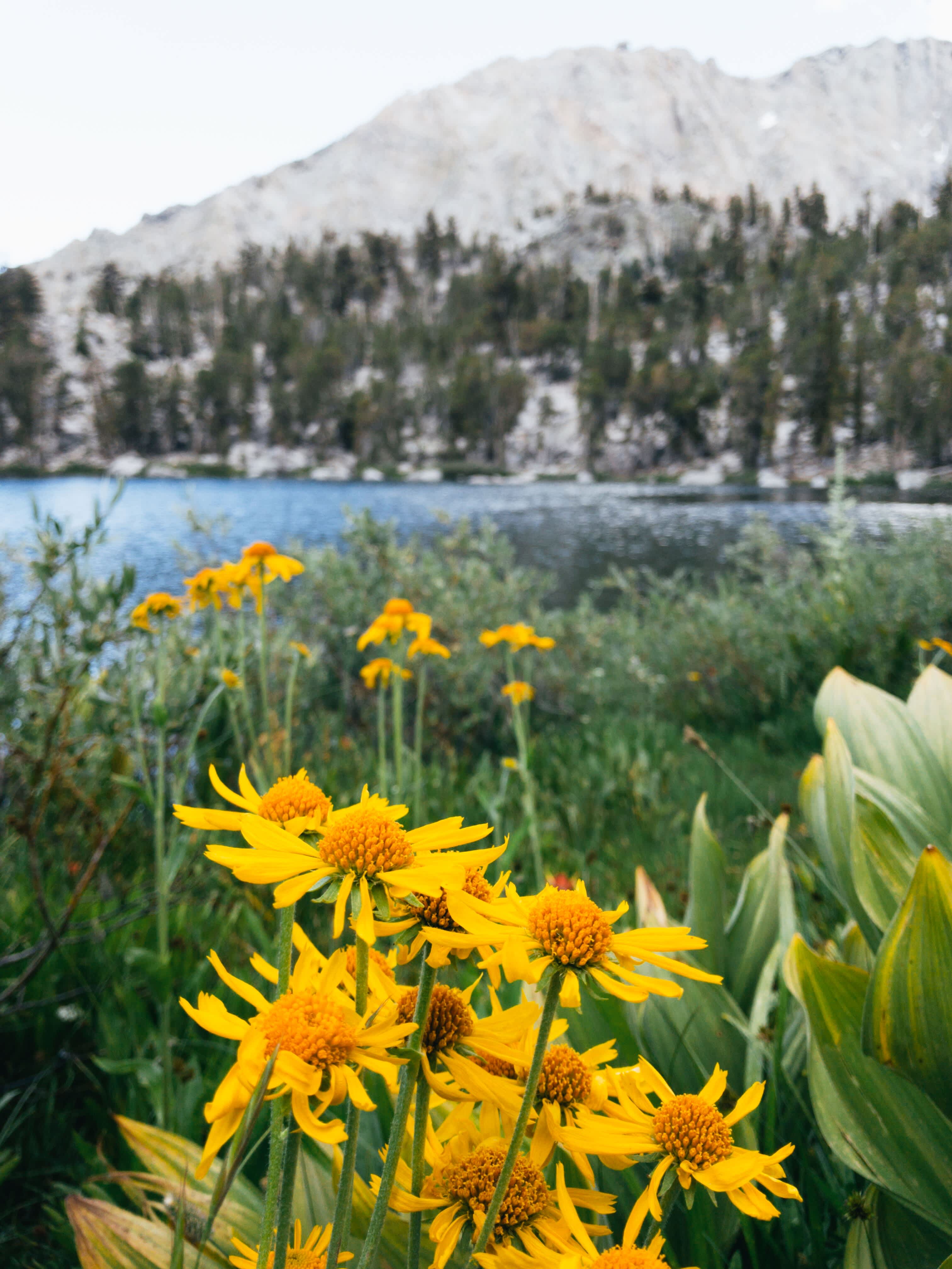 Wildflowers beside one of the many lakes here.