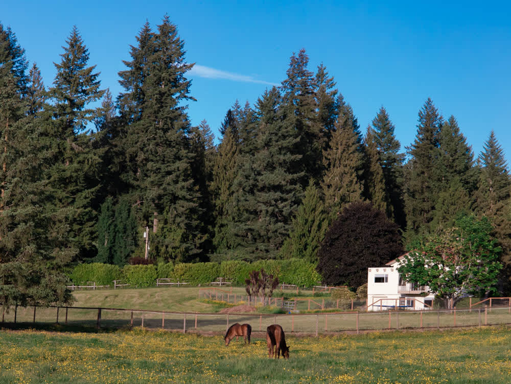 Horses grazing 