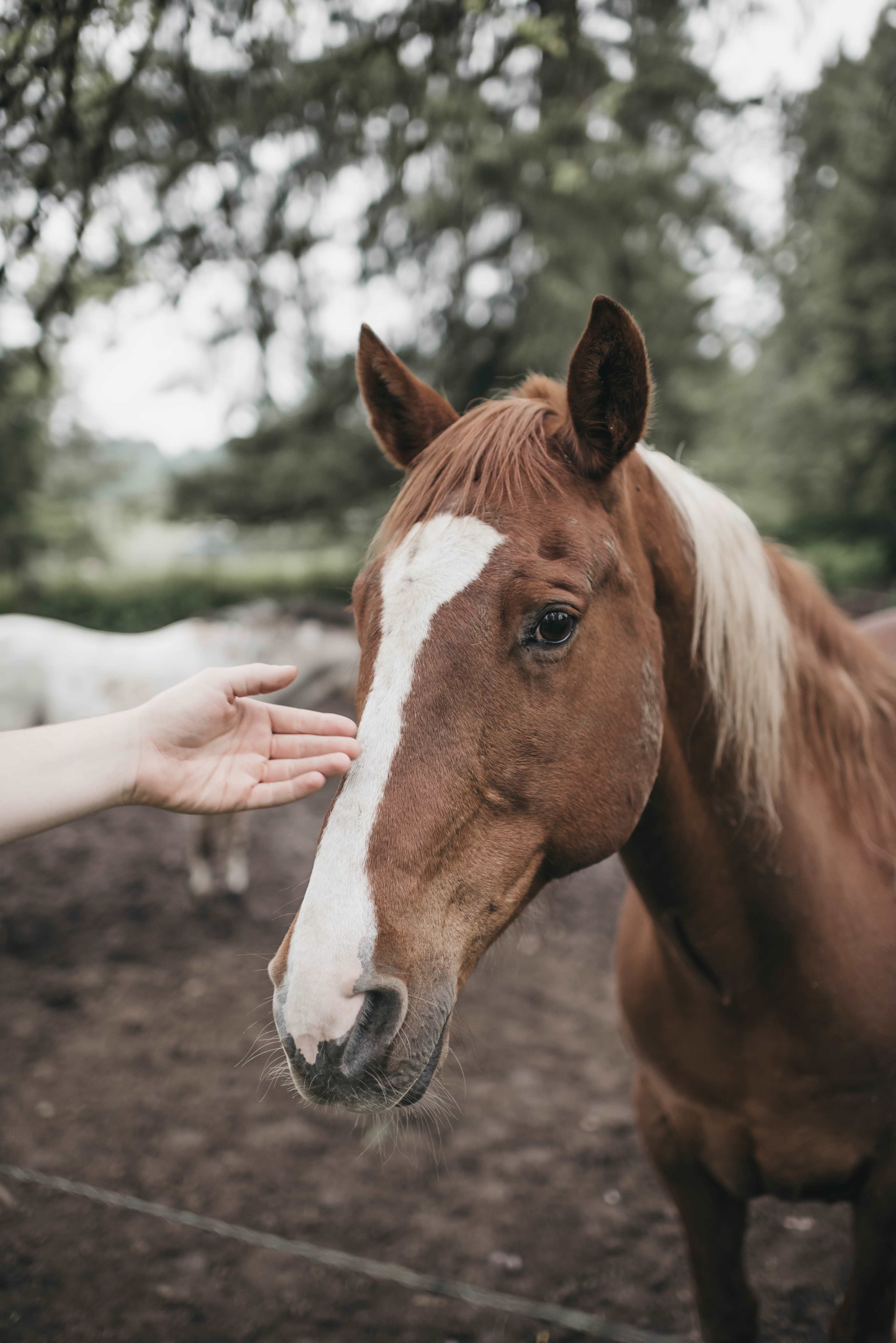 Horse Lovers Paradise