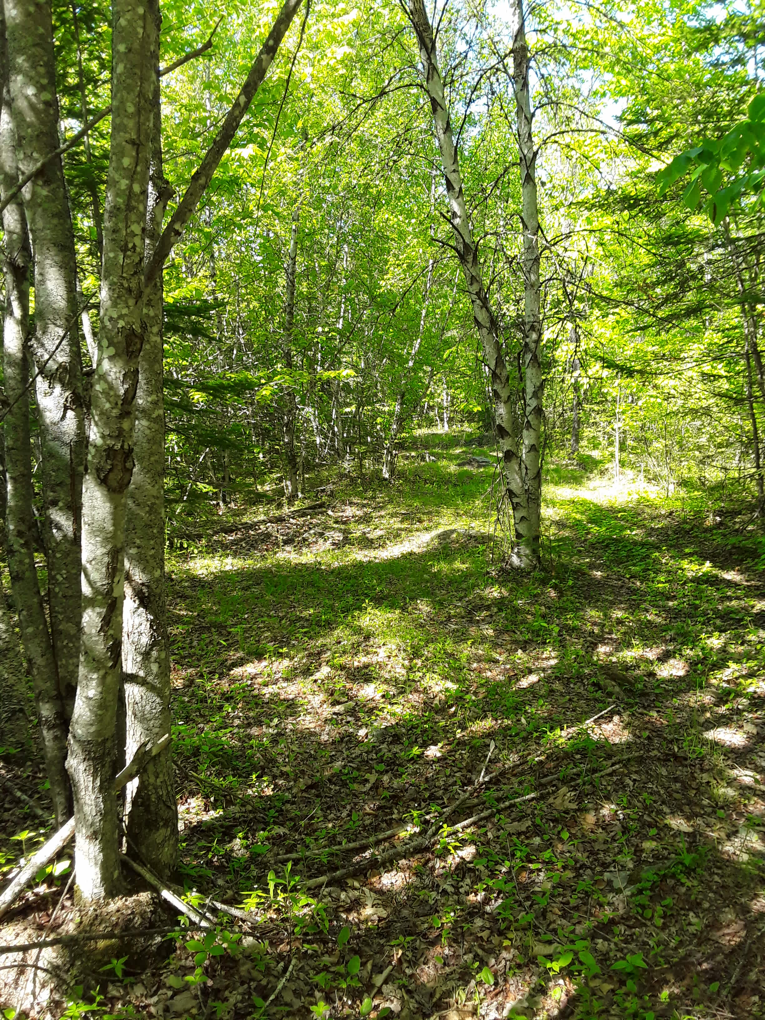 Campsite lower ridge West