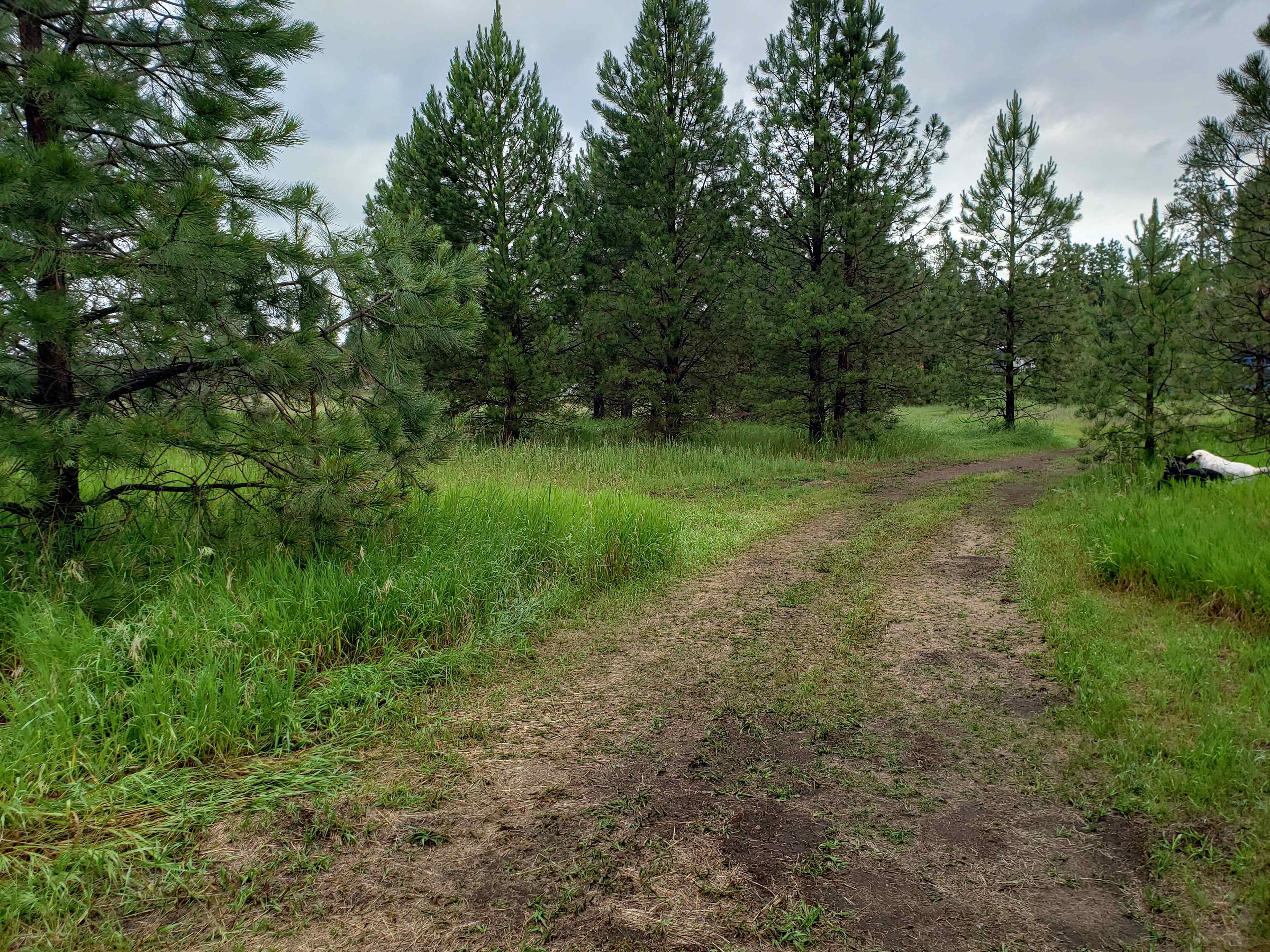 The Pines meet the praries