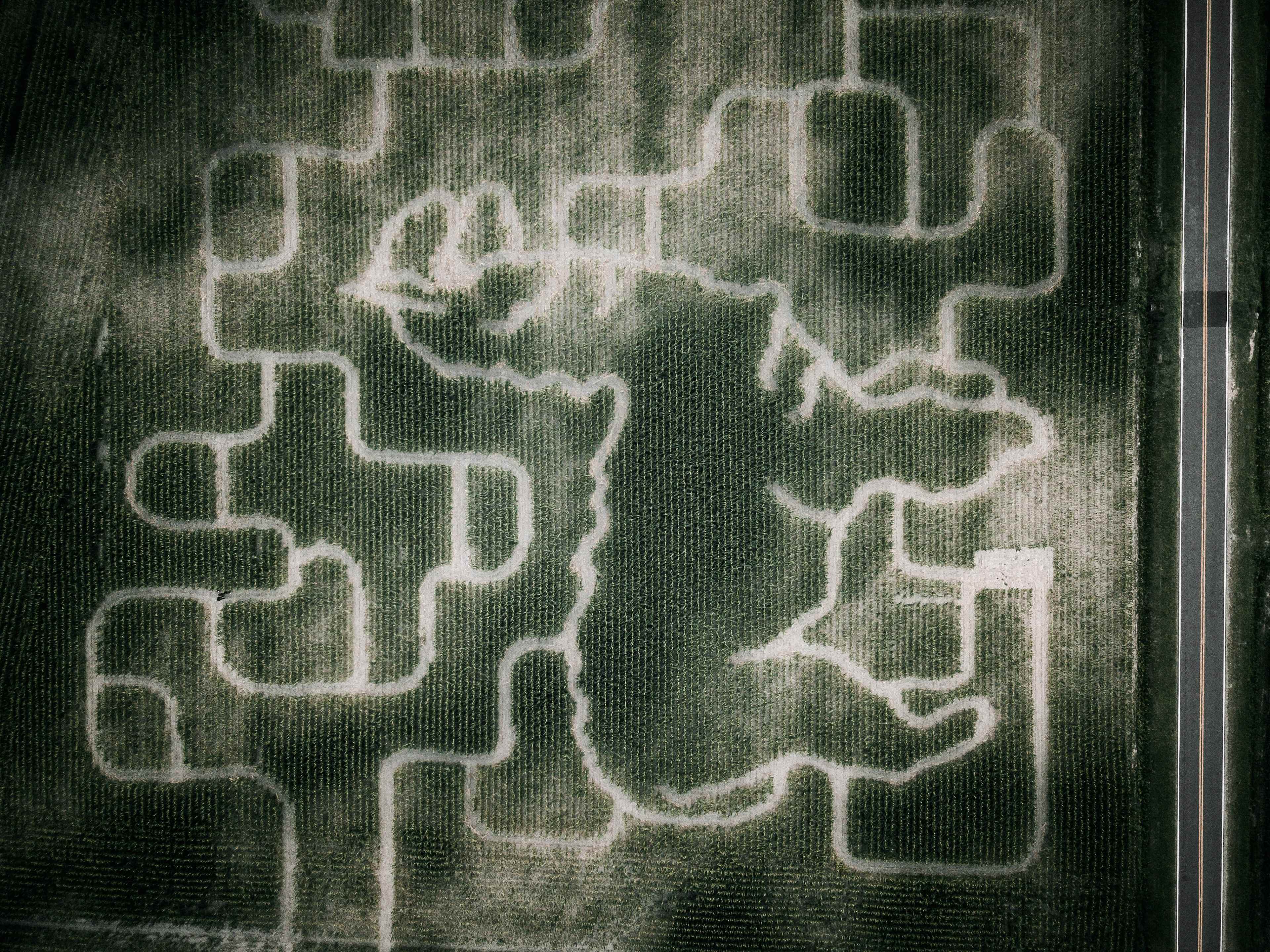 Cornfield Maze of bright Star Farm will only be there until October 31 so come soon!
