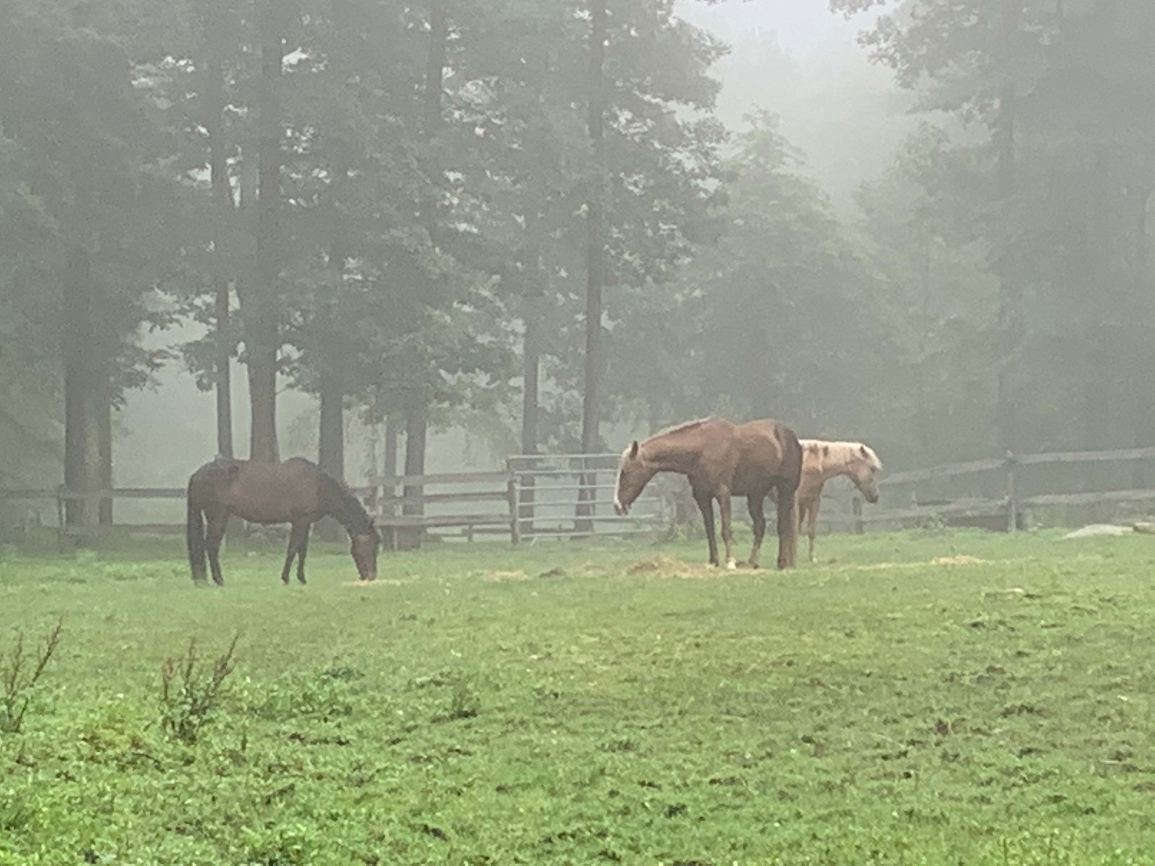 Misty morning peace.
