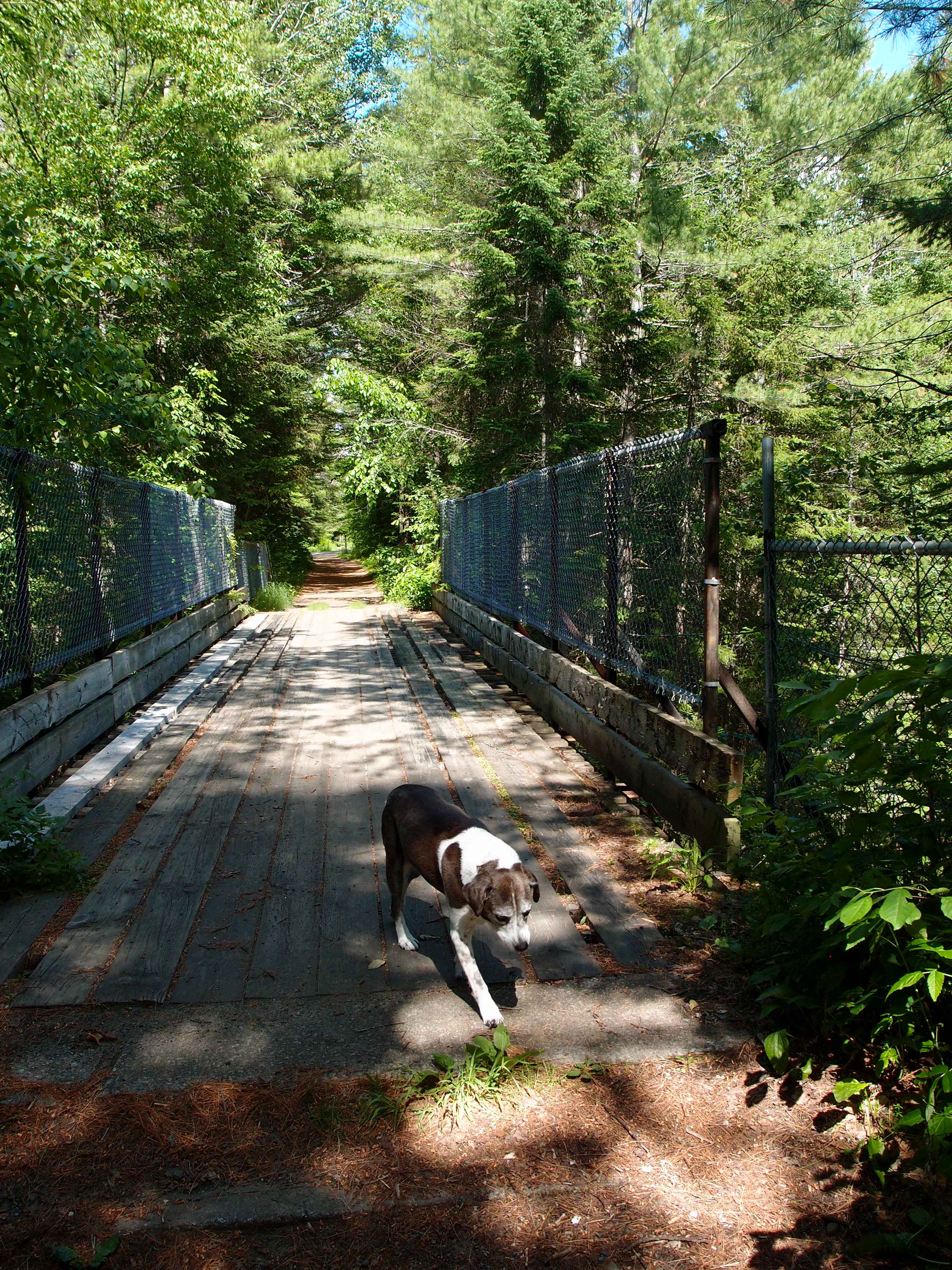 Little Snap walking the old railroad bed trail that runs 3 miles into Plainfield Village where you can stop and have a slice of pizza & a beer and then bike the 3 miles back!