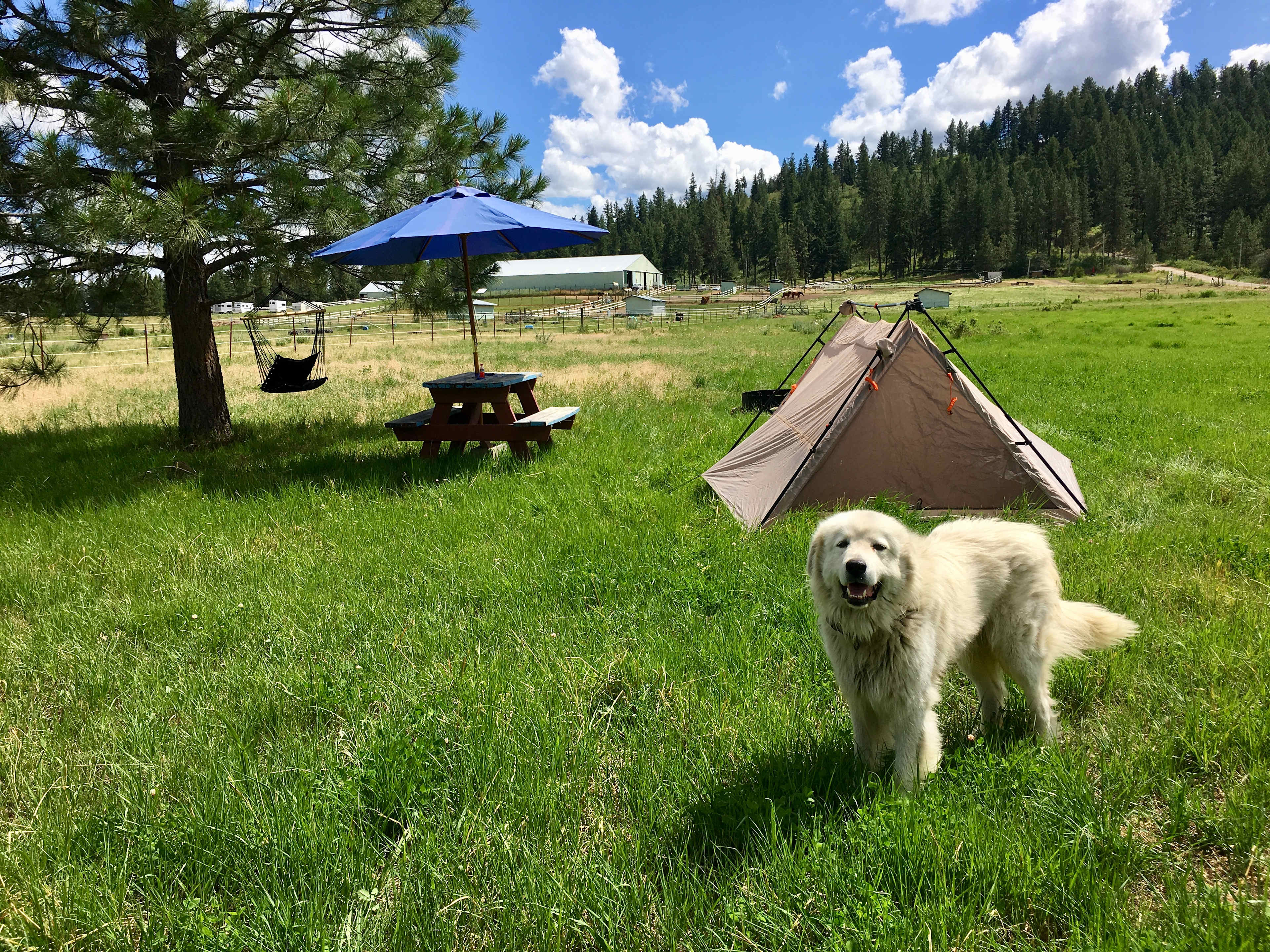 Campsite 4, hammock chair, tents can be rented! $20 each tent. Cool fire ring here.. 