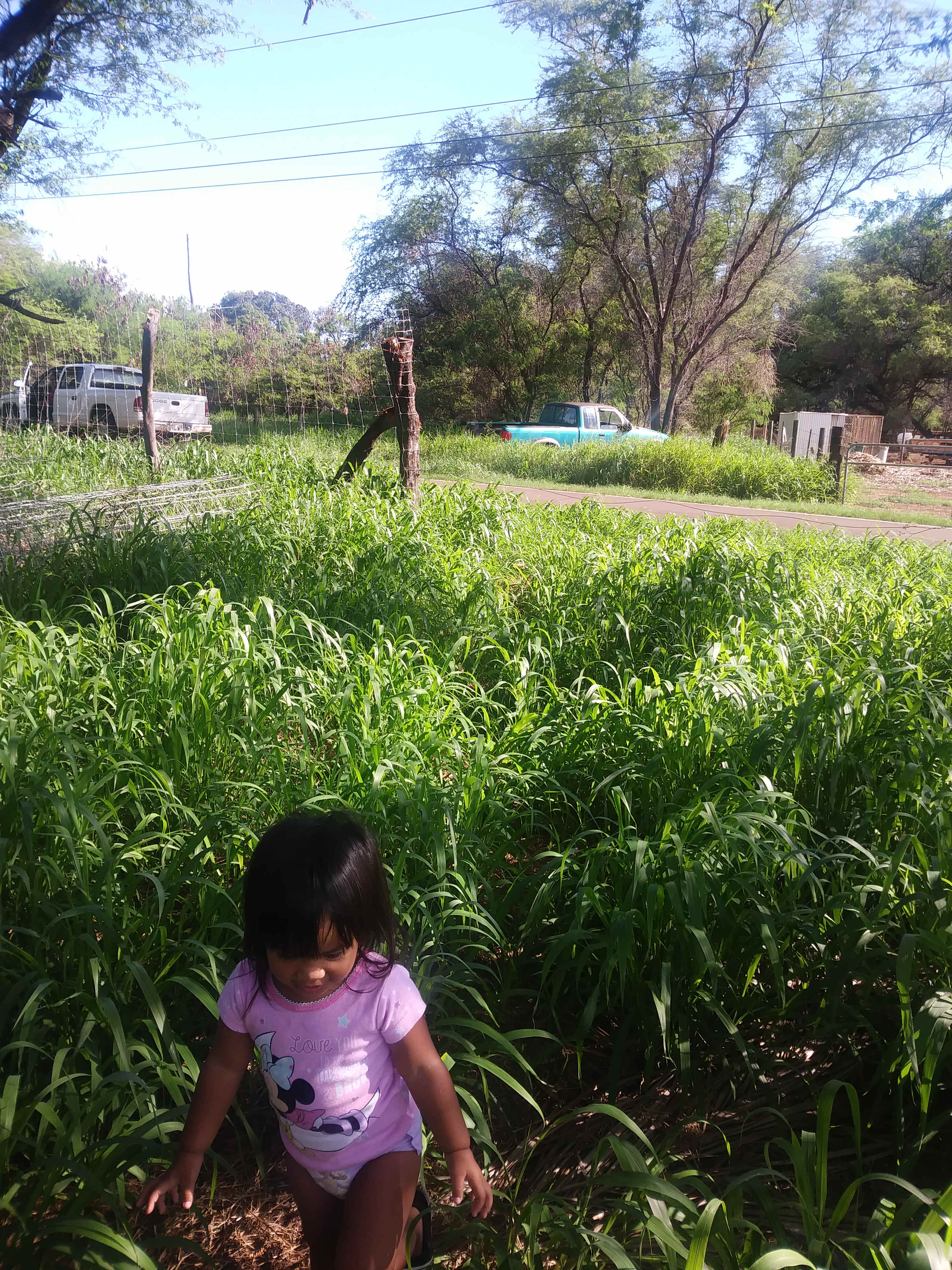 Kiawe O Kalamaula Hipcampsite