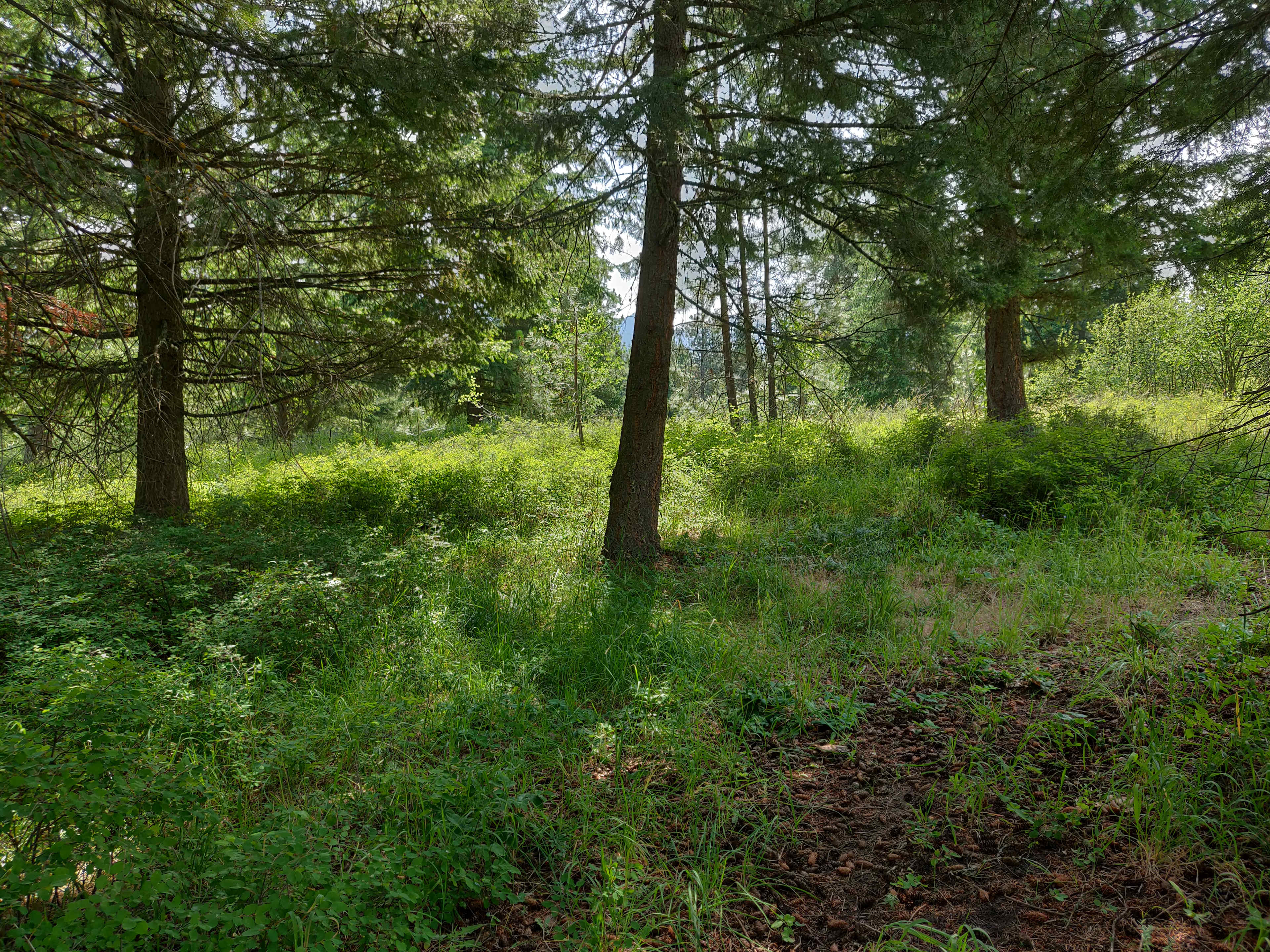 The Ponderosa