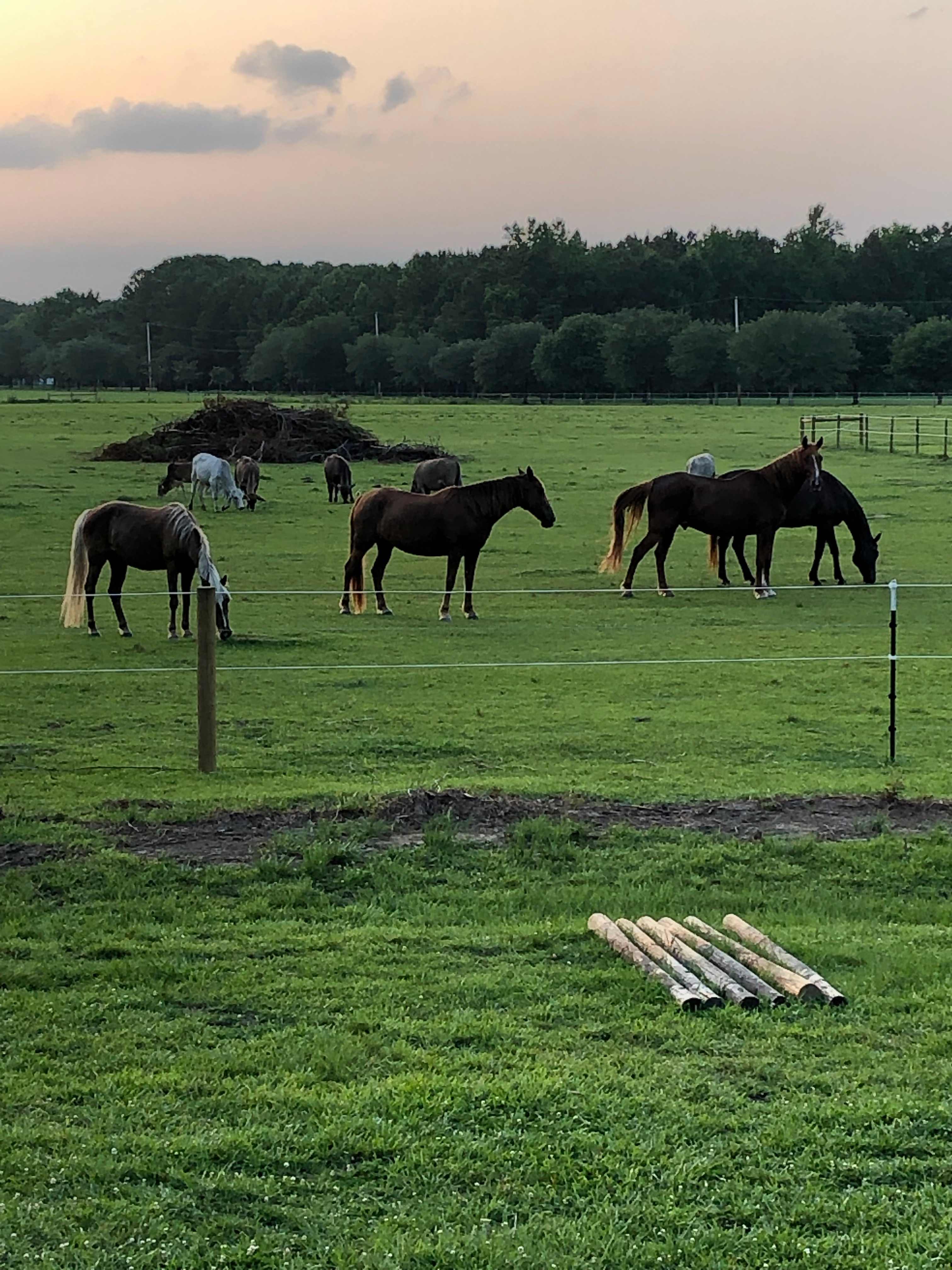 Thompson Farm
