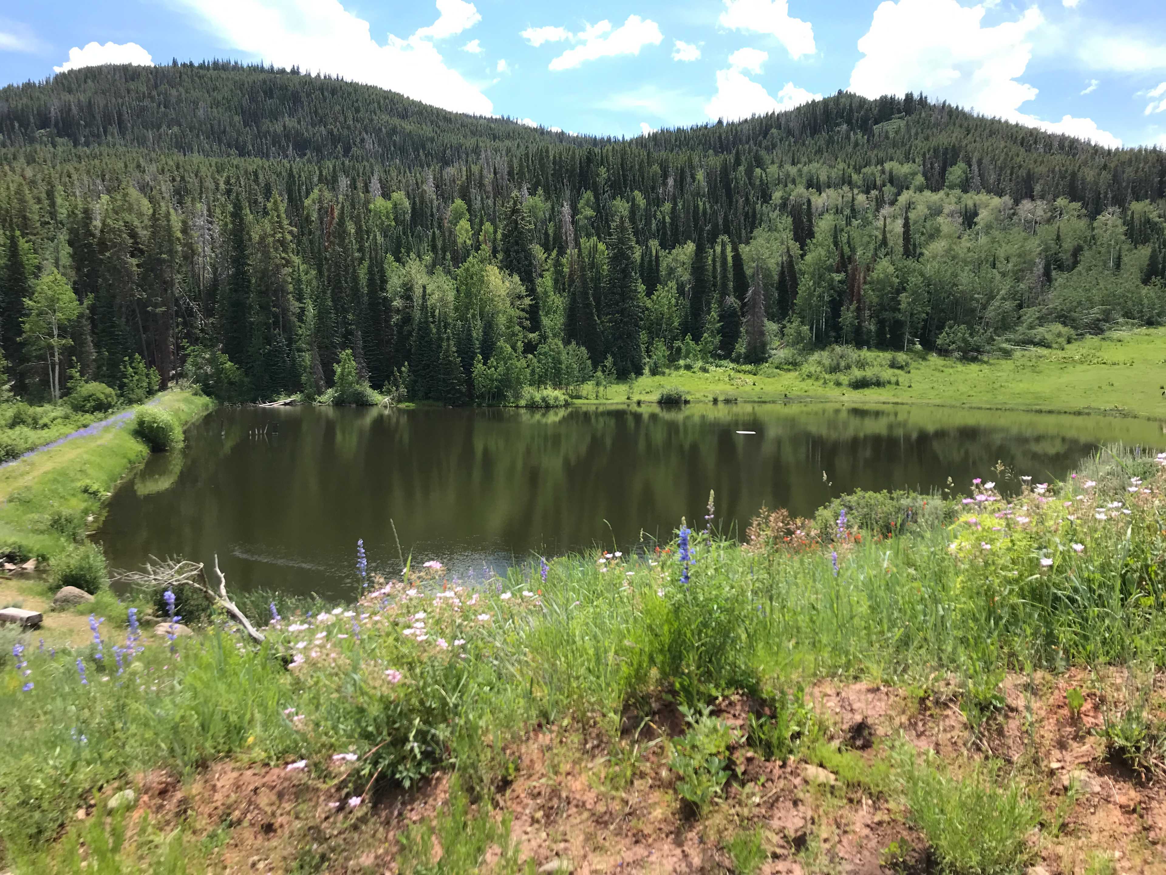 Picture of the site