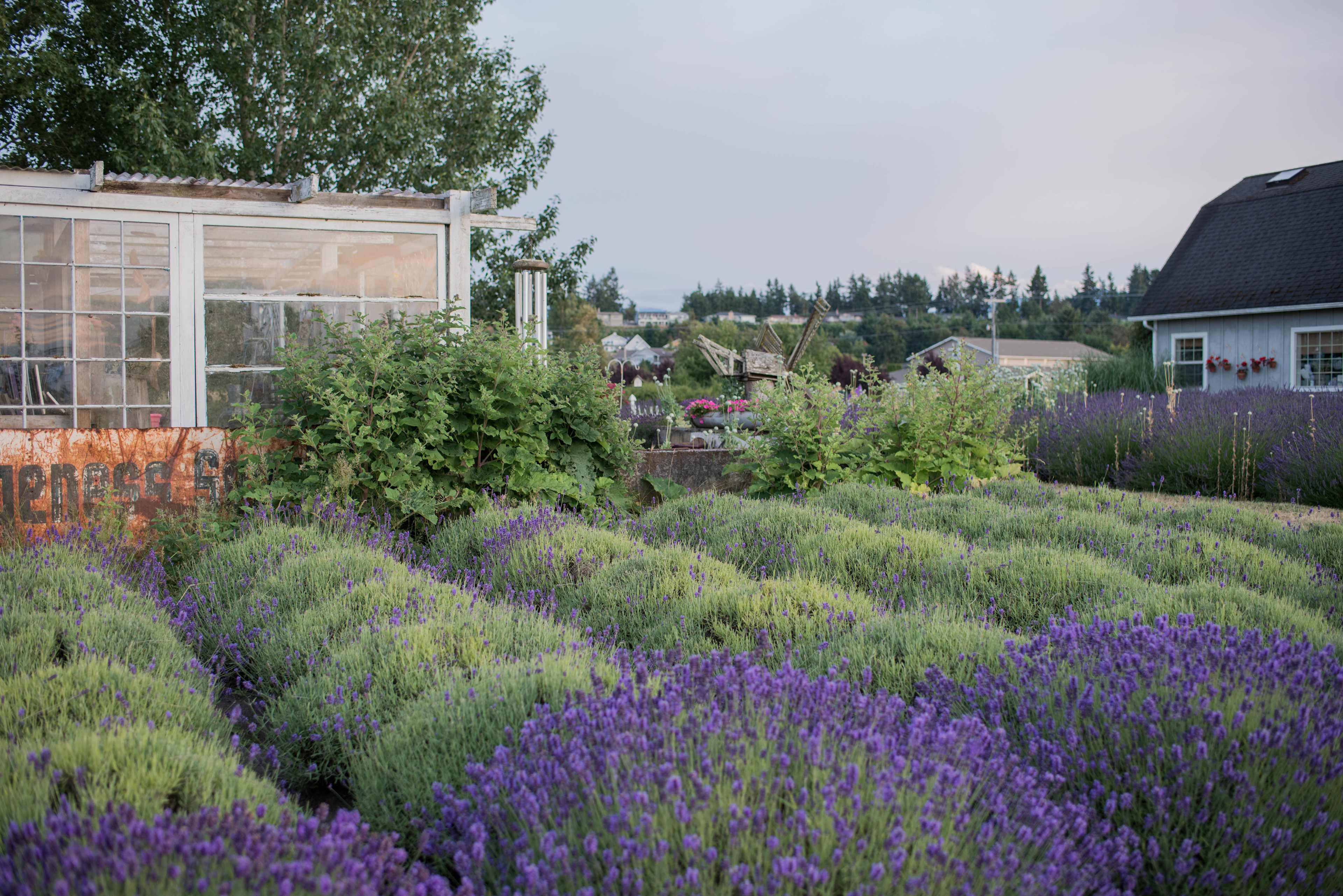 Jardin du Soleil Lavender Farm