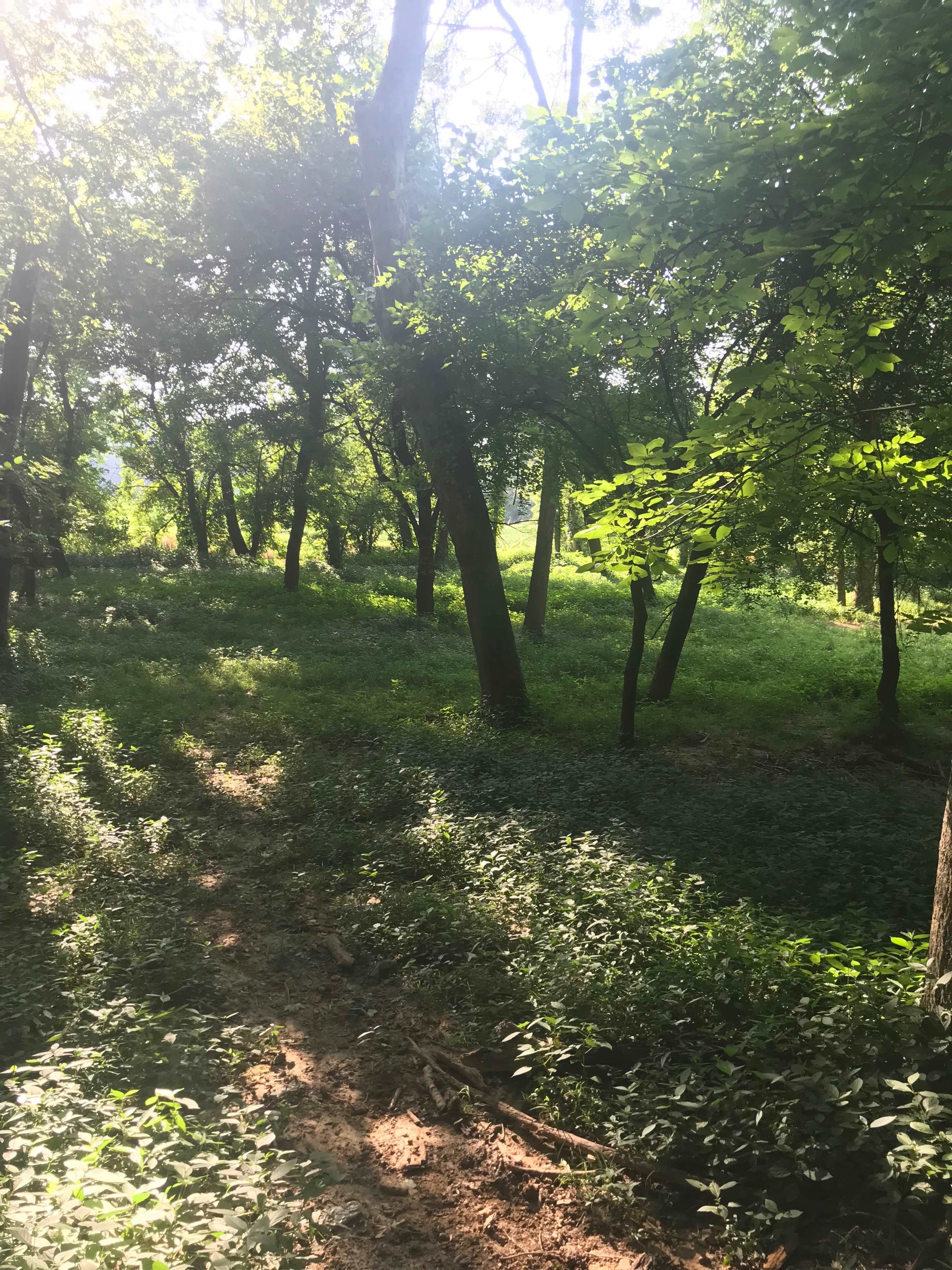 Picture of the site
