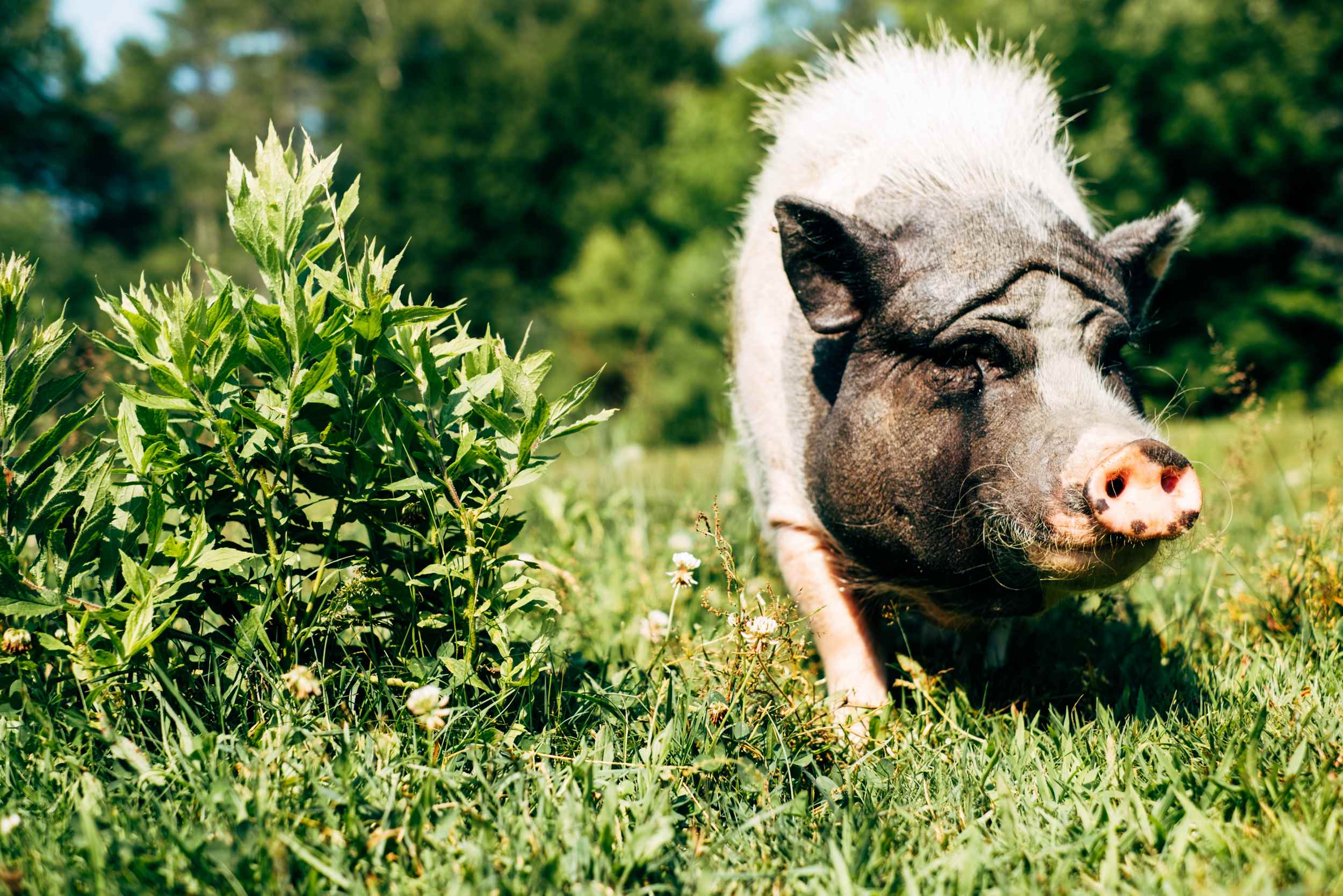Willoughby Farm Animal Rescue