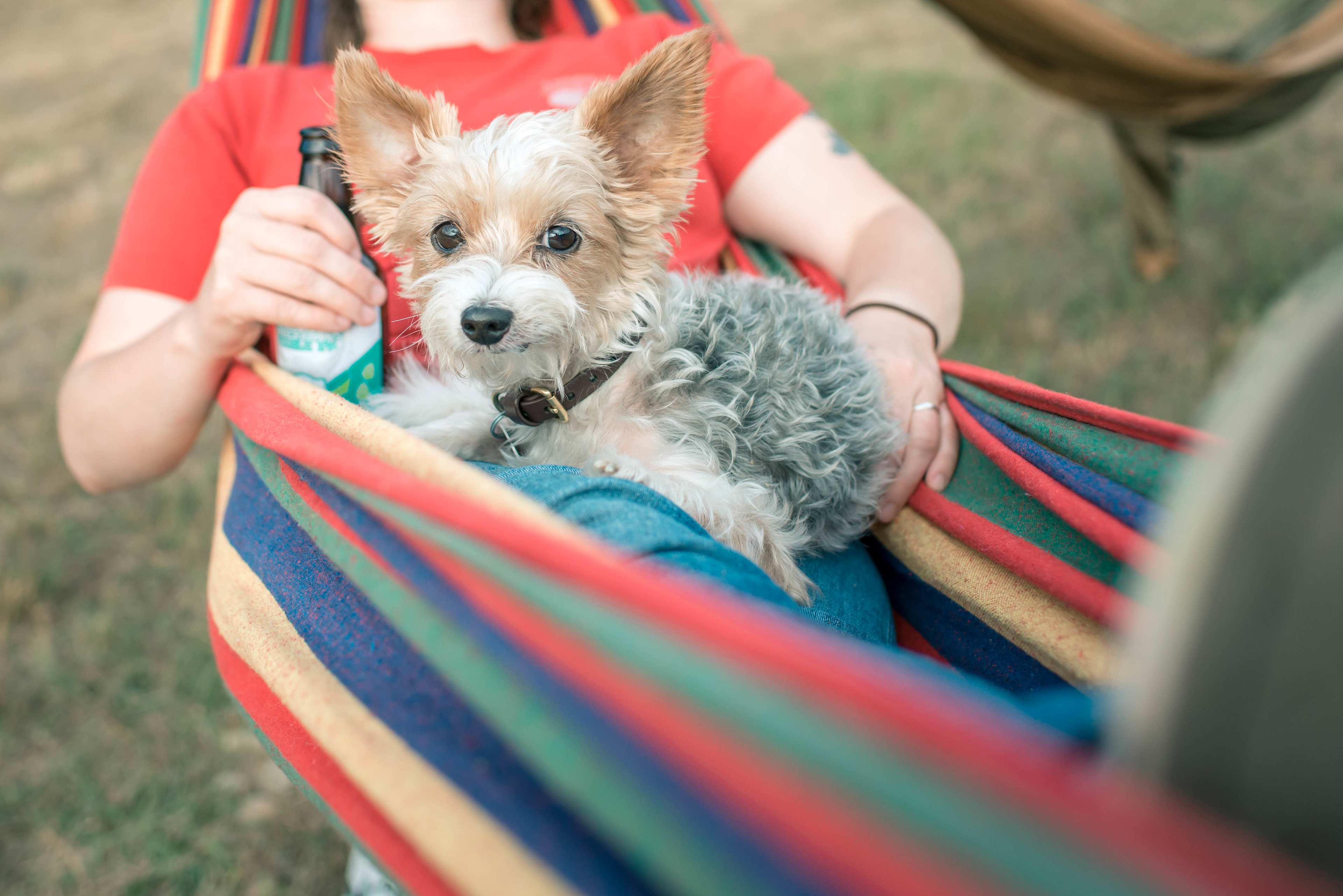Plenty of relaxing hammocks for human and four legged campers