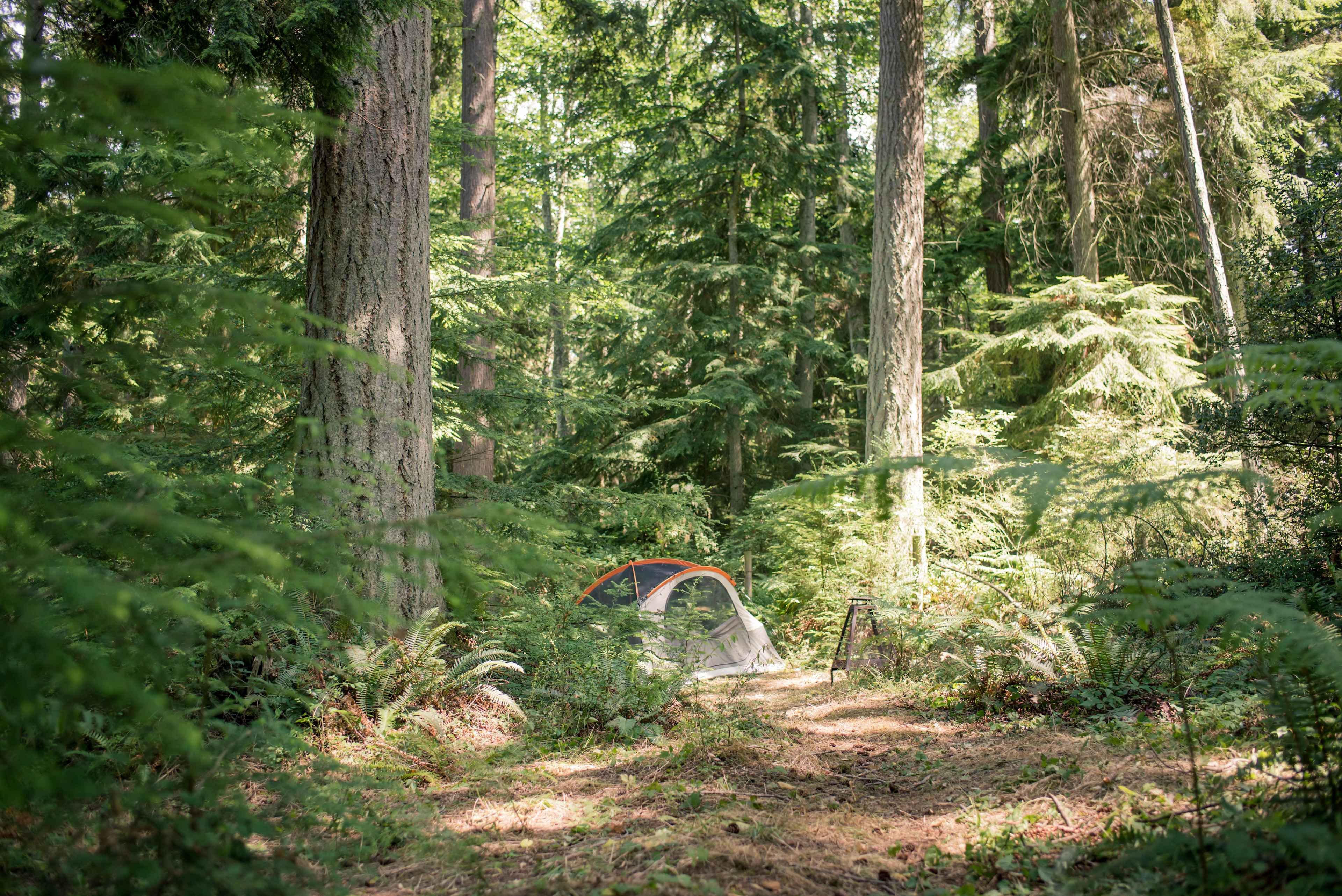 Fern Gully Camp