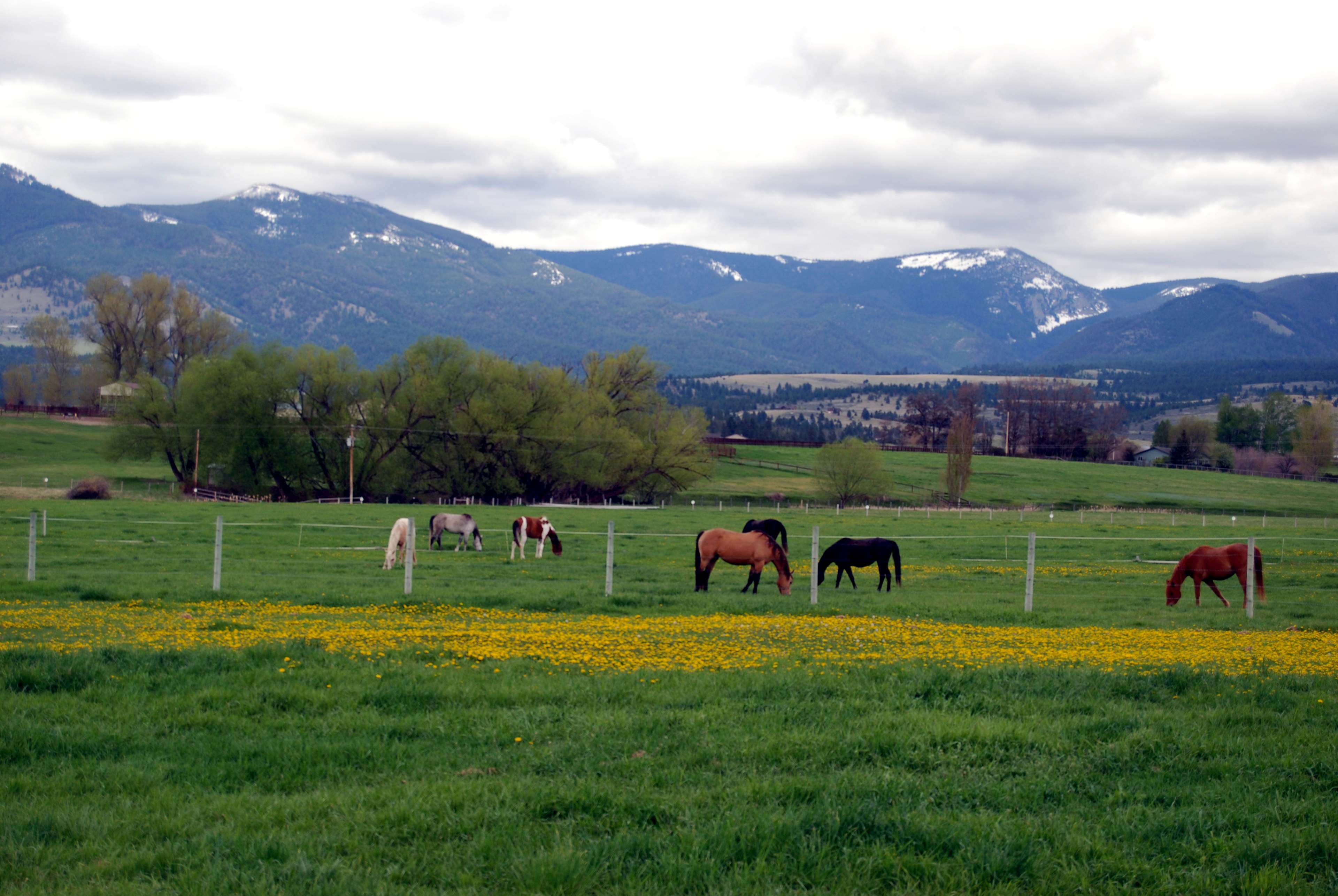 These are the Sapphire Mountains that are to the east of our ranch.
