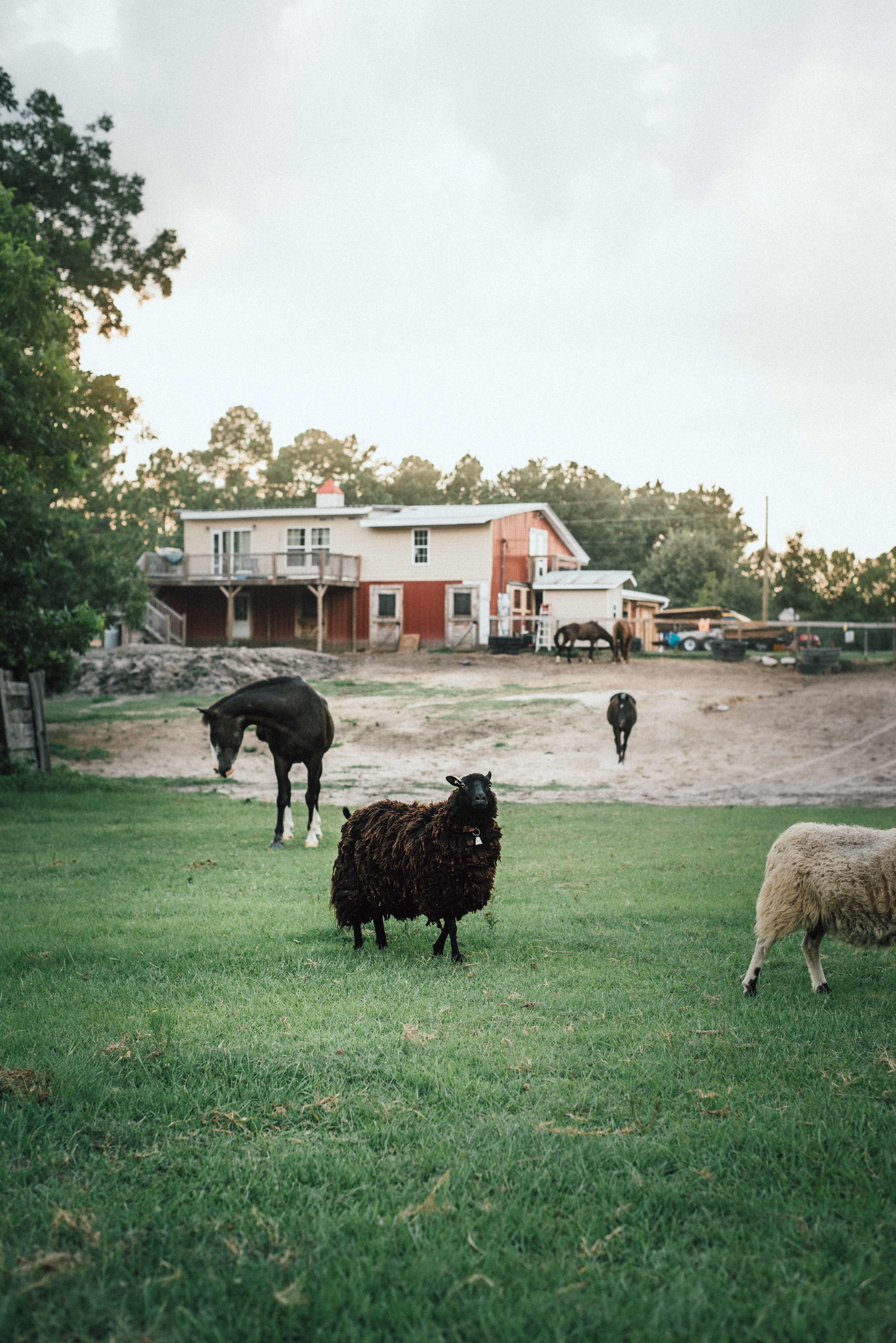 Silk Purse Farm