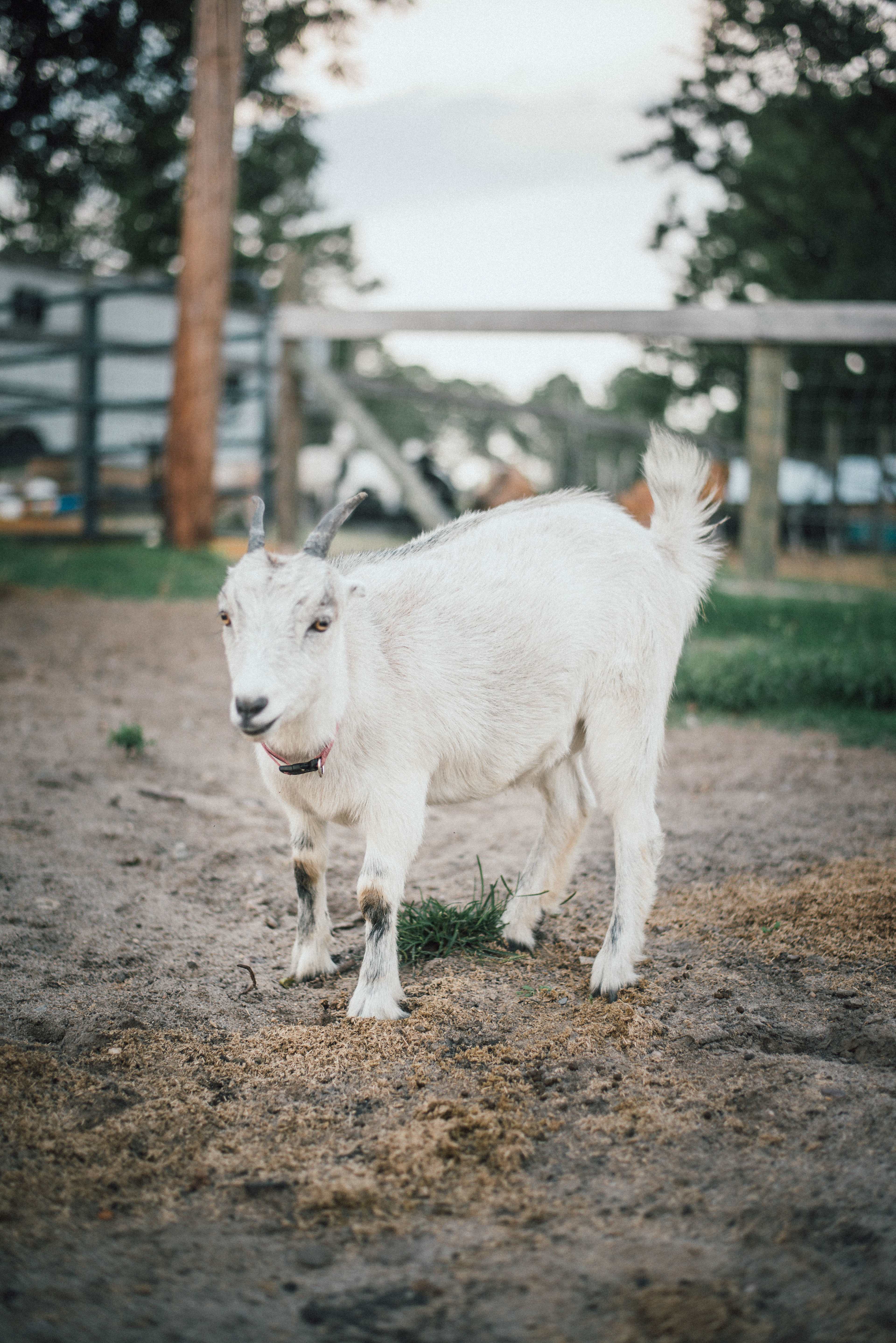 Silk Purse Farm