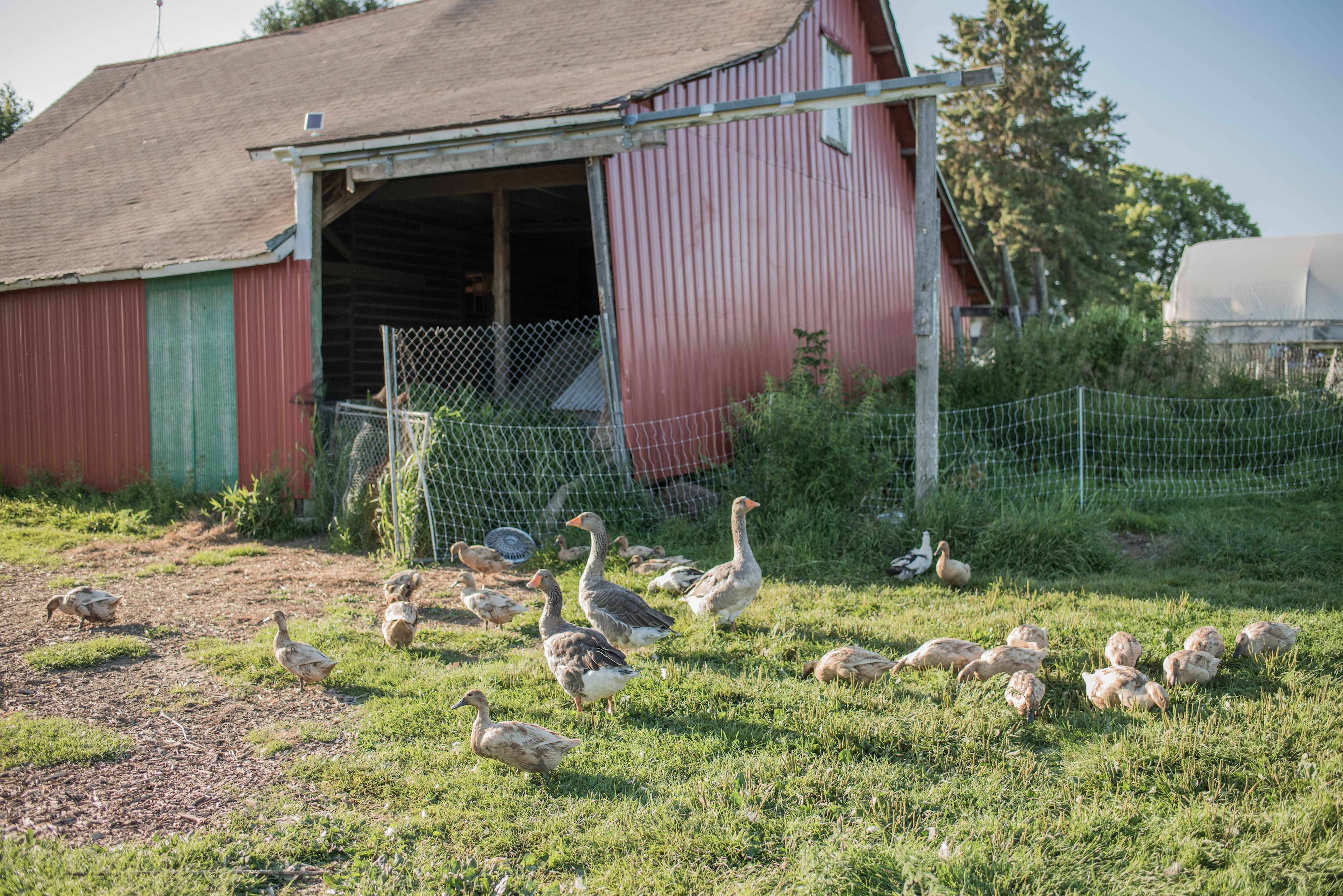 The cute resident ducks and geese