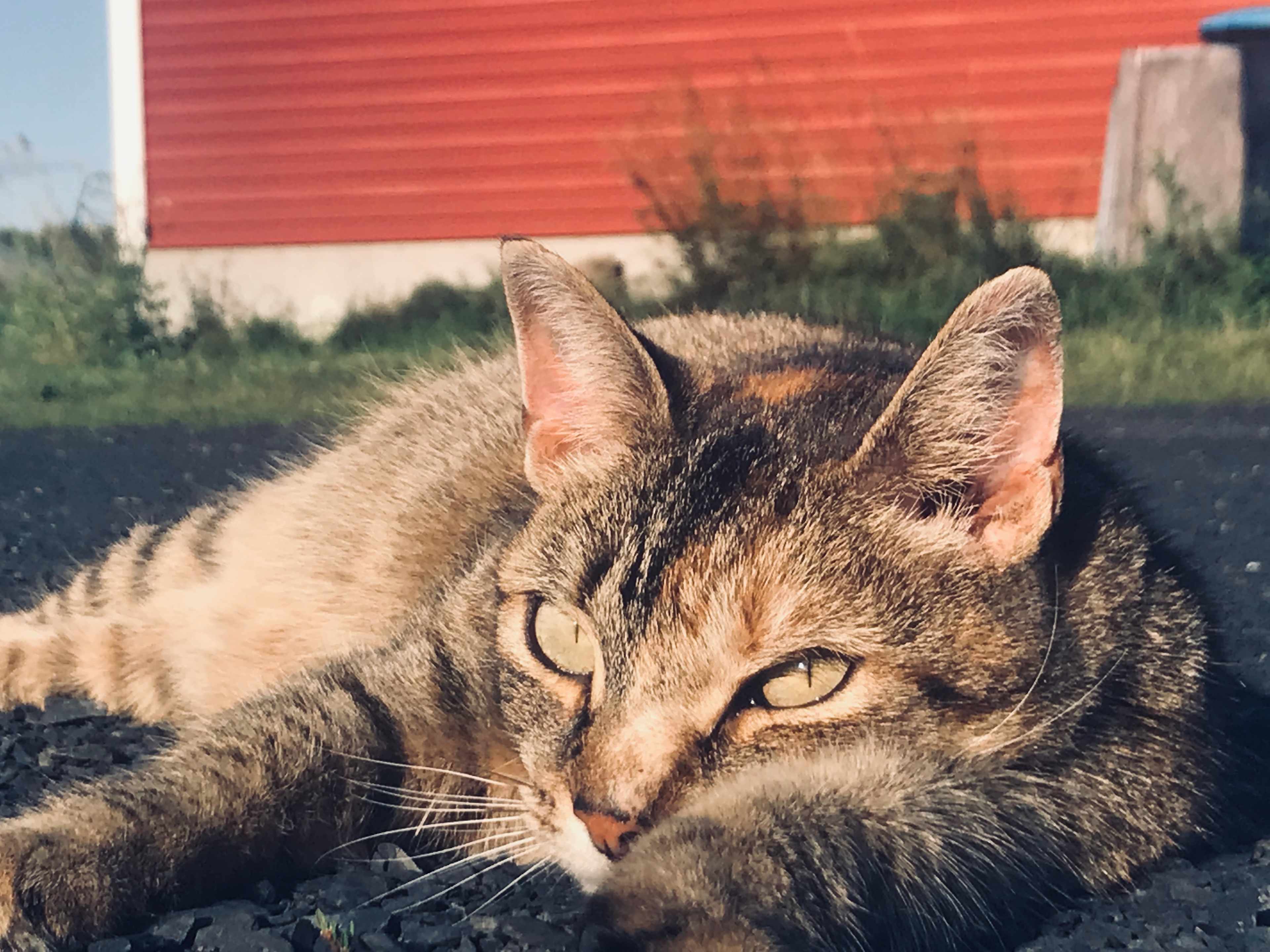 Wildfire hissed at me first,
Then we were fast friends after that.  He never missed an opportunity for some good pats.
