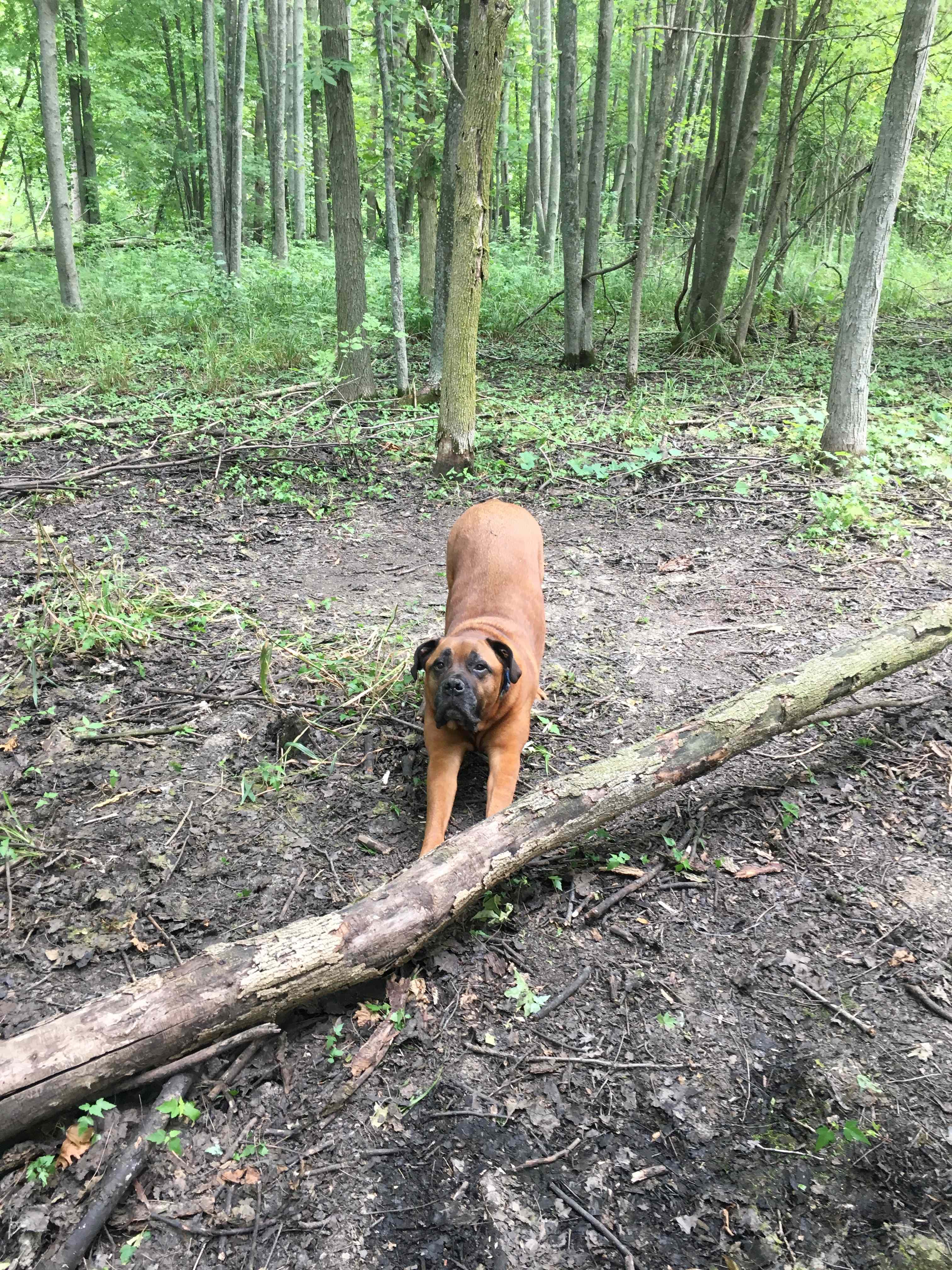 Woods campsite