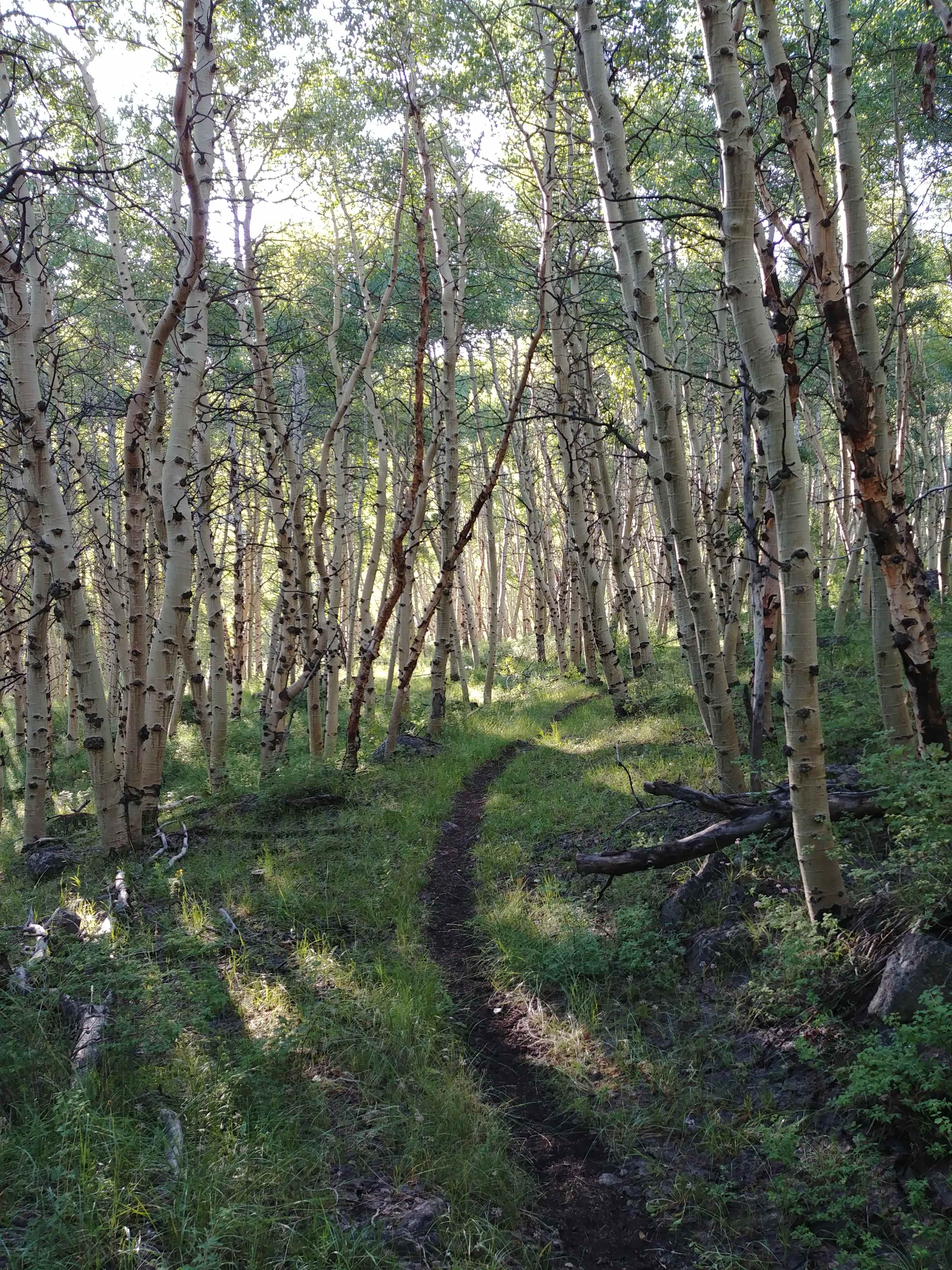Trail Heading up Stewart Creek, to Arc Dome