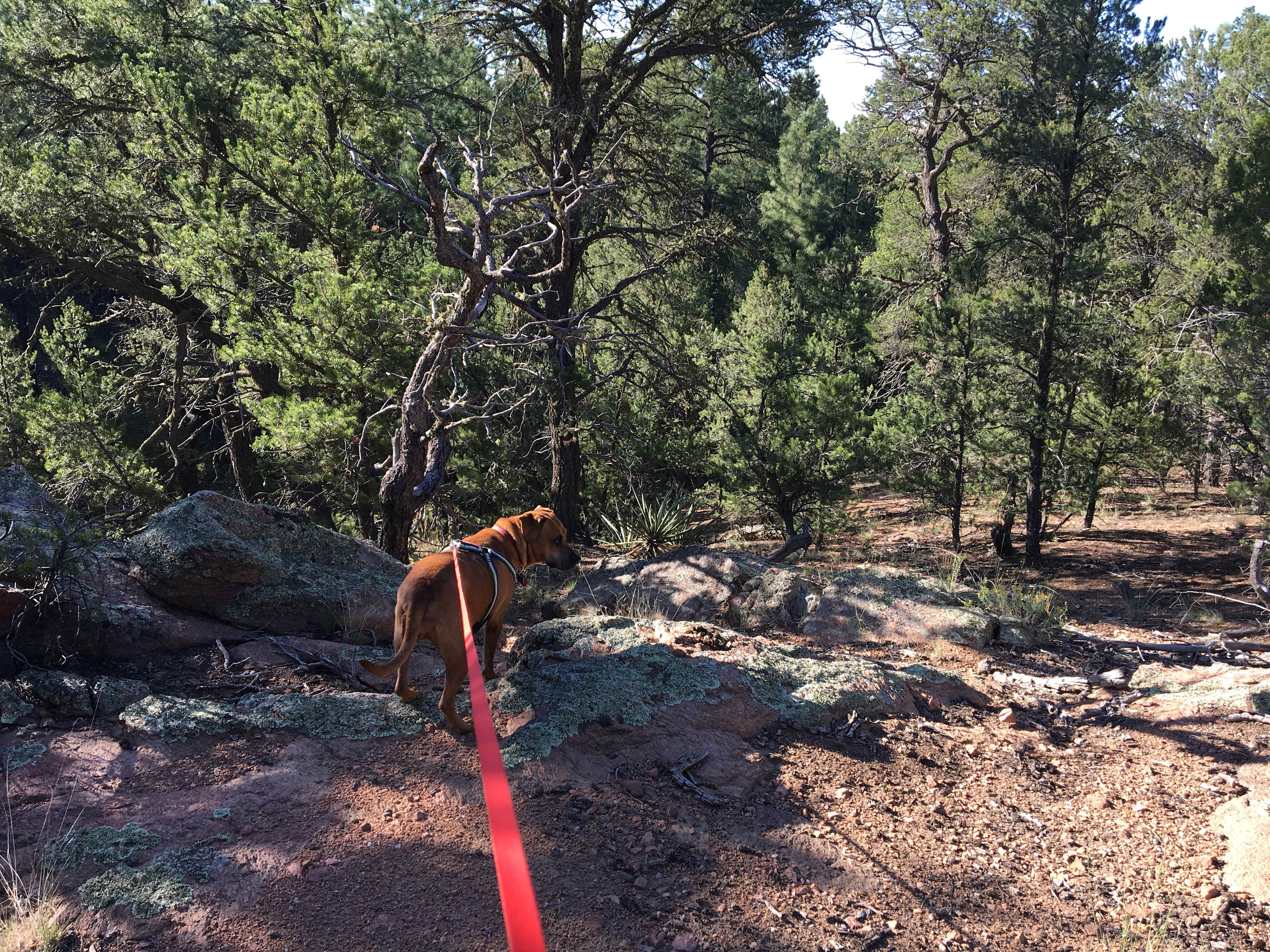 Santa Fe Treehouse Camp