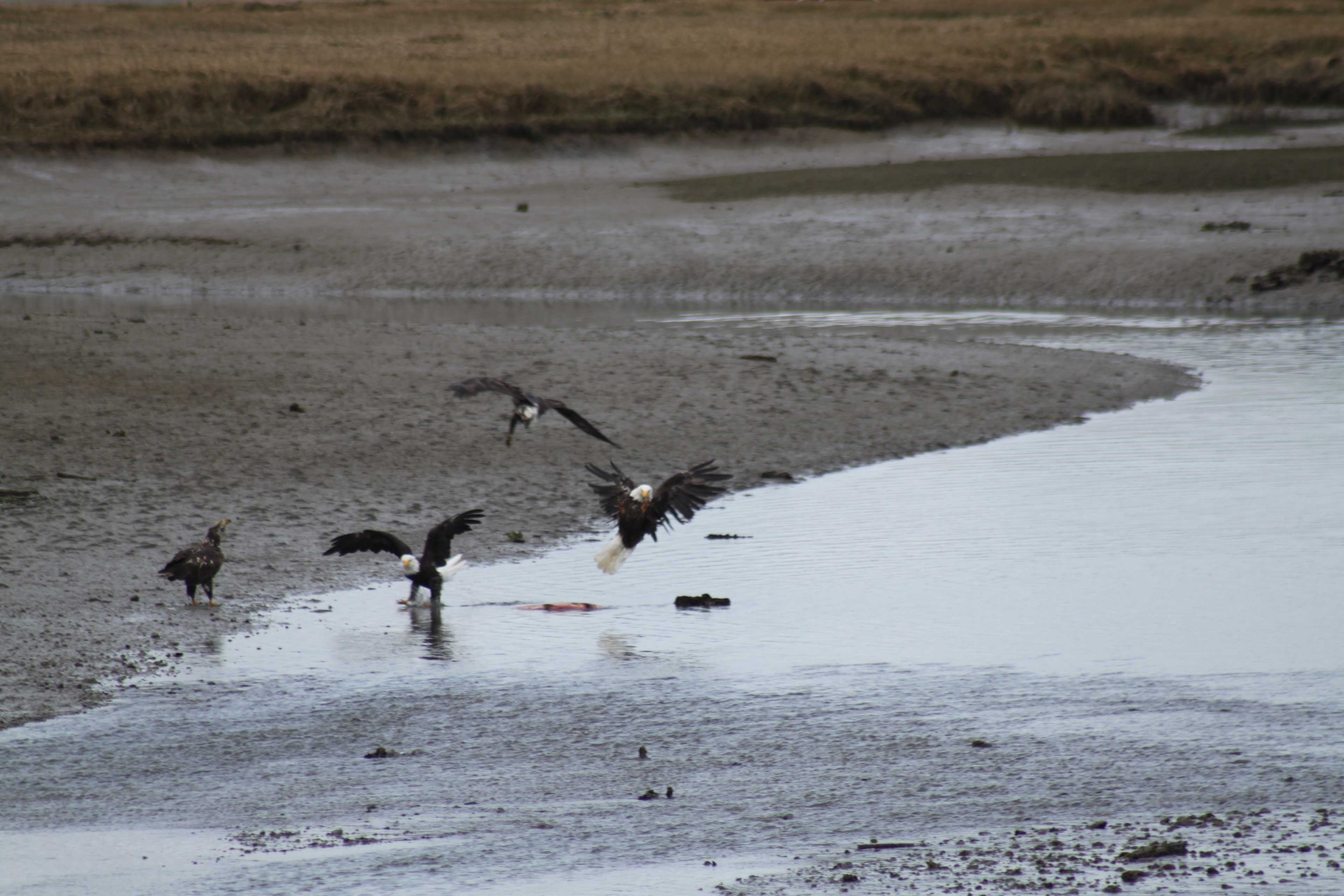 Eagles catching a salmon at low tide.