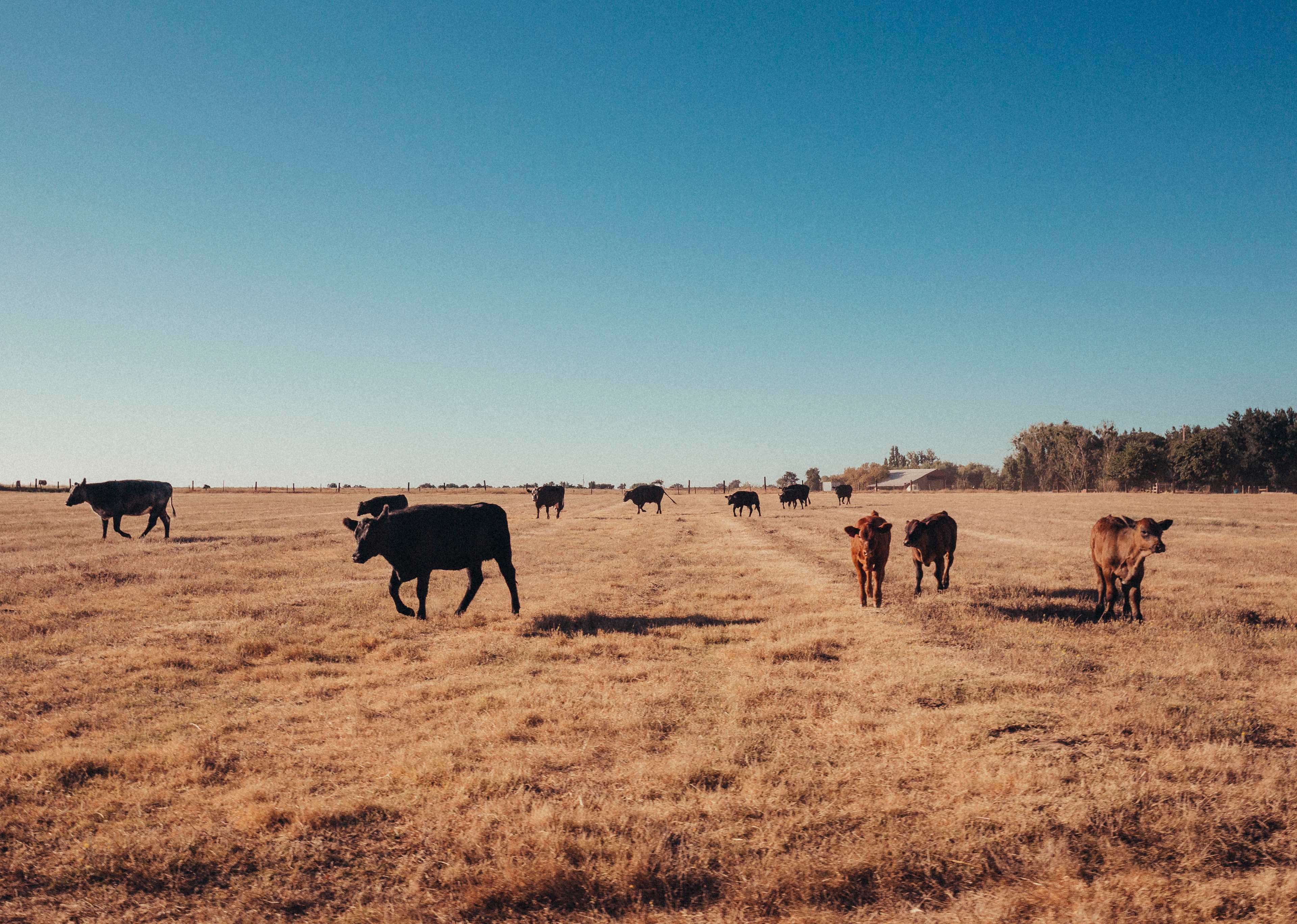 Cattle! 
