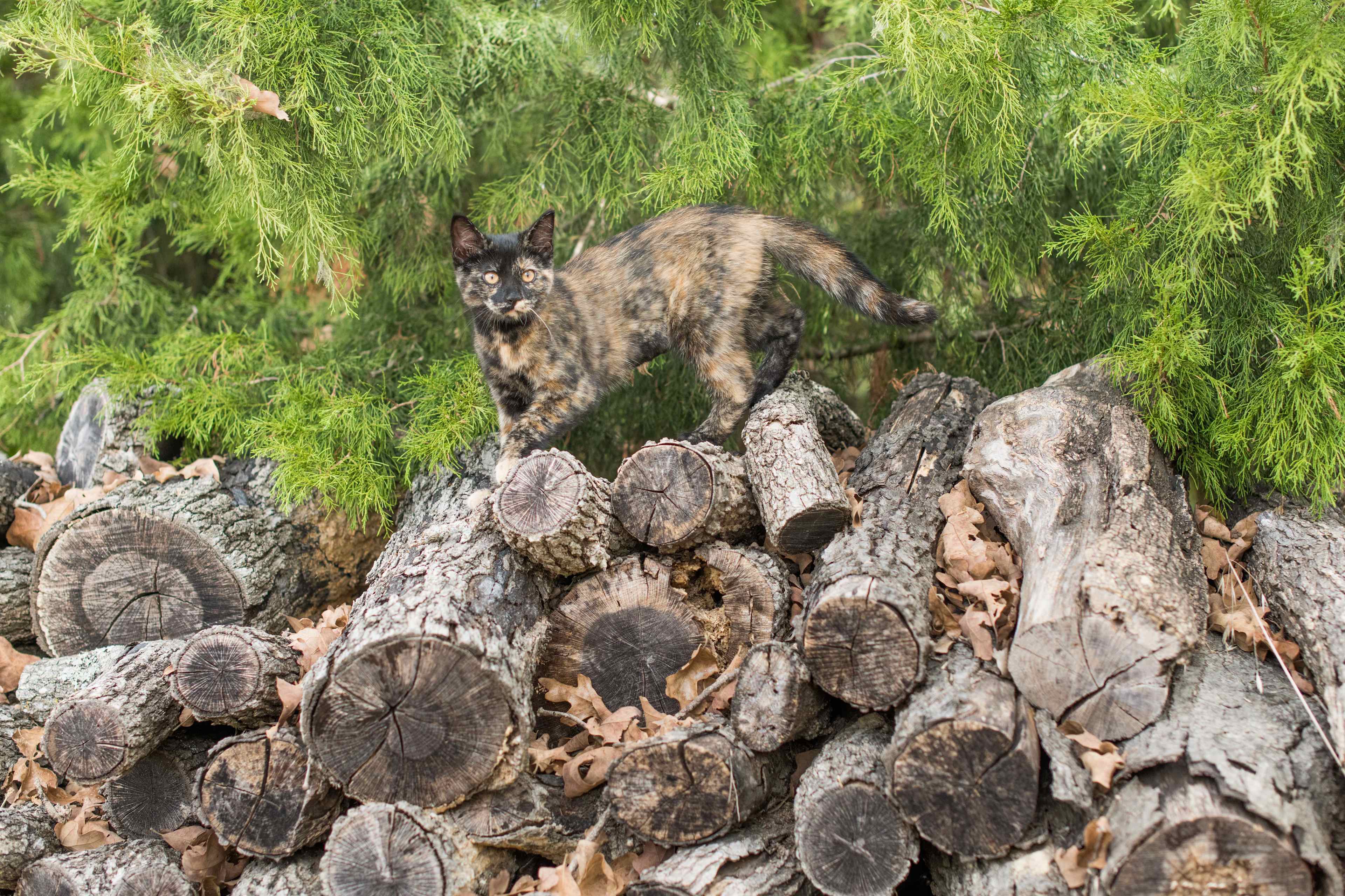 Our camping kitten loved exploring the logs by the campsite
