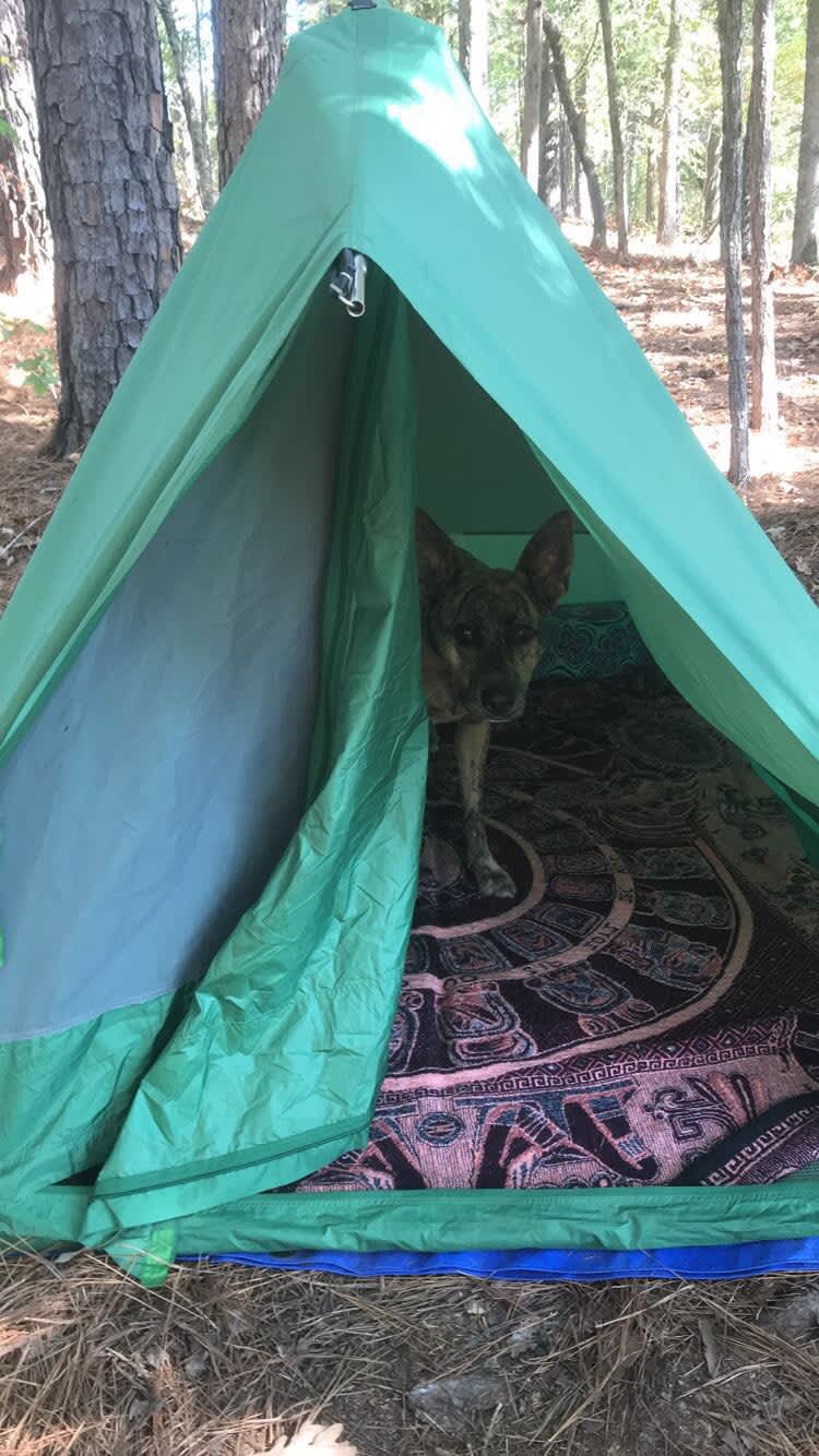 Private Oasis In The Forest