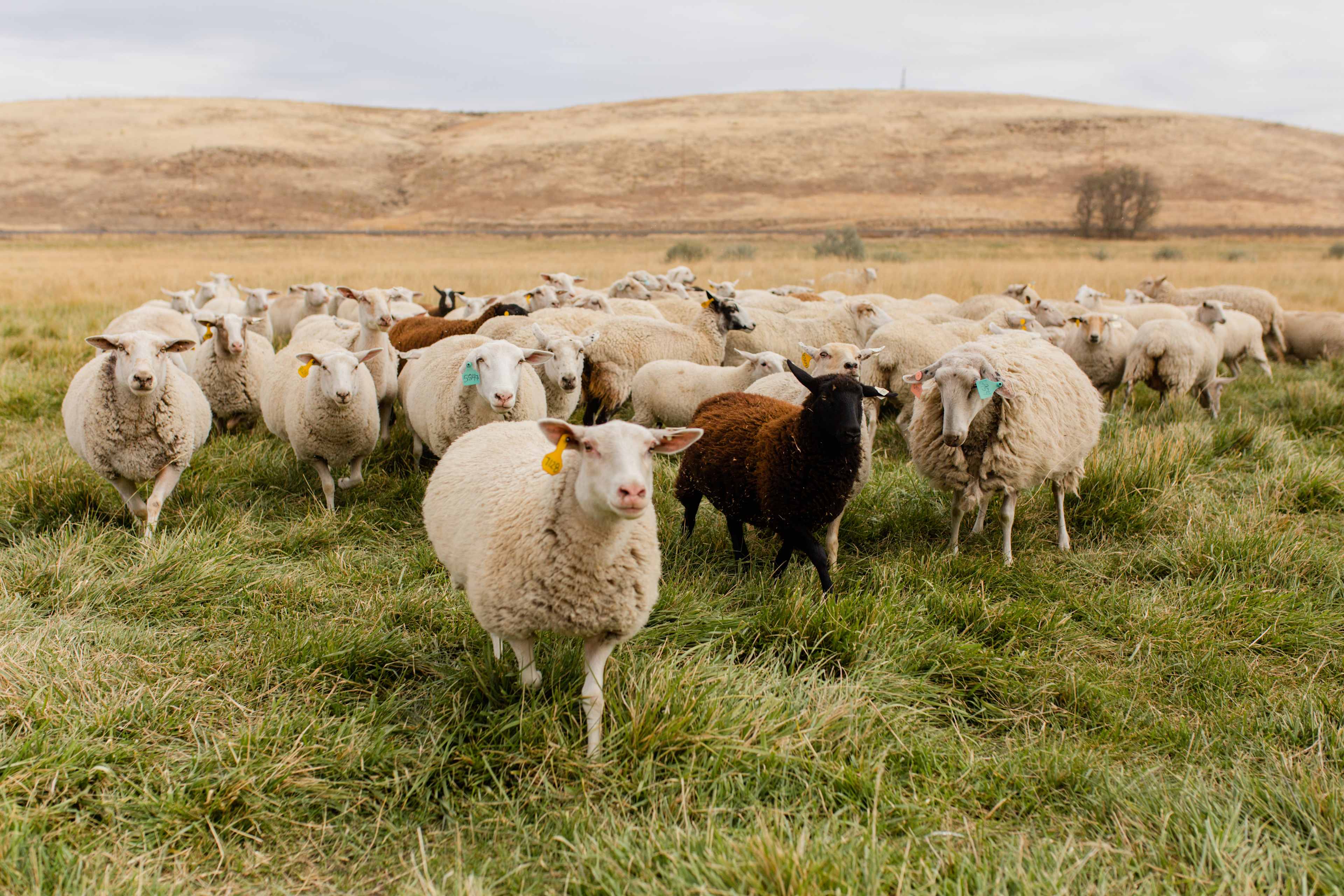 Curious sheep!