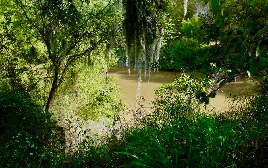 Beautiful Spanish Moss hangs from our massive live oak trees