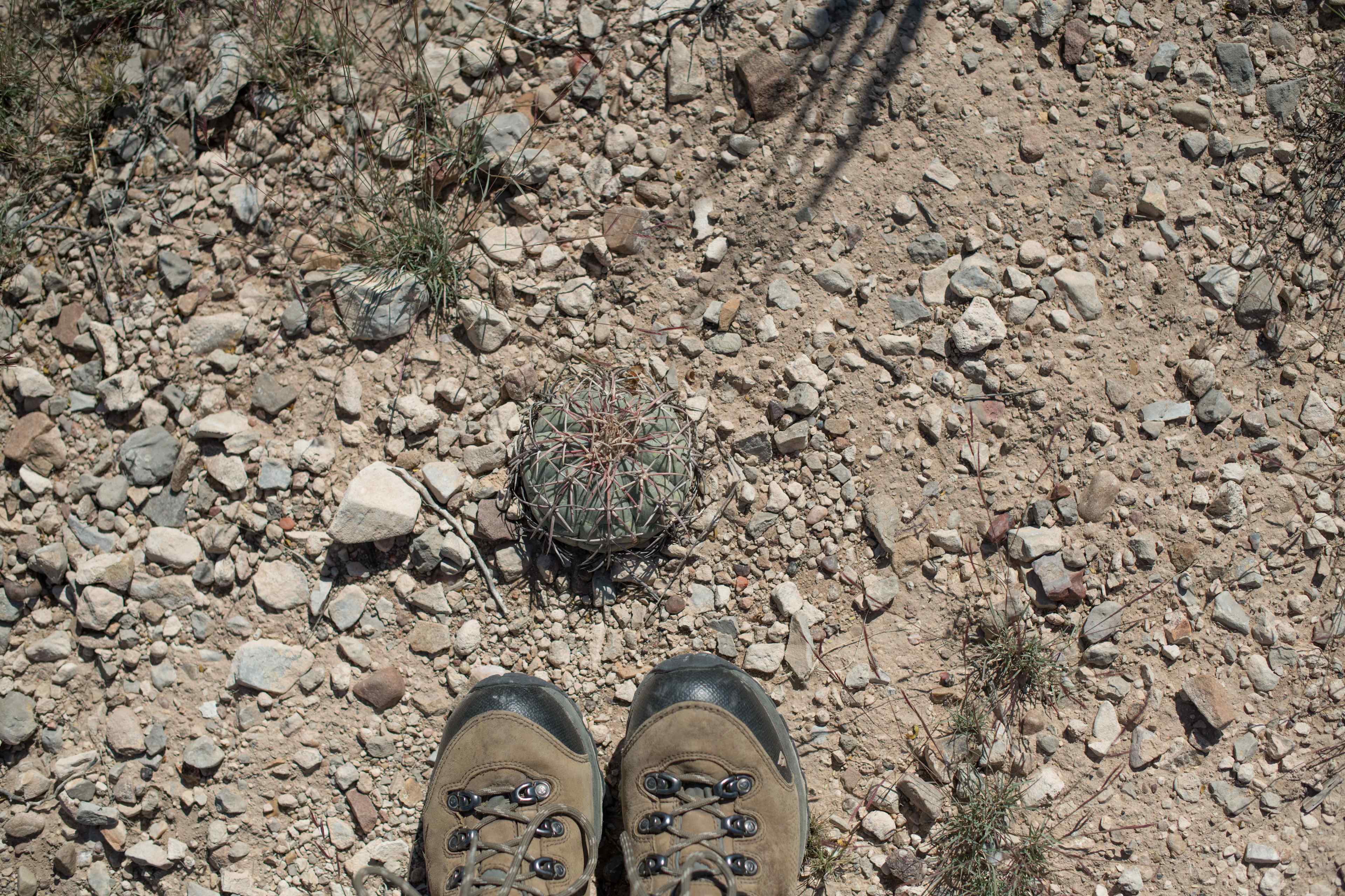 Love desert plants!