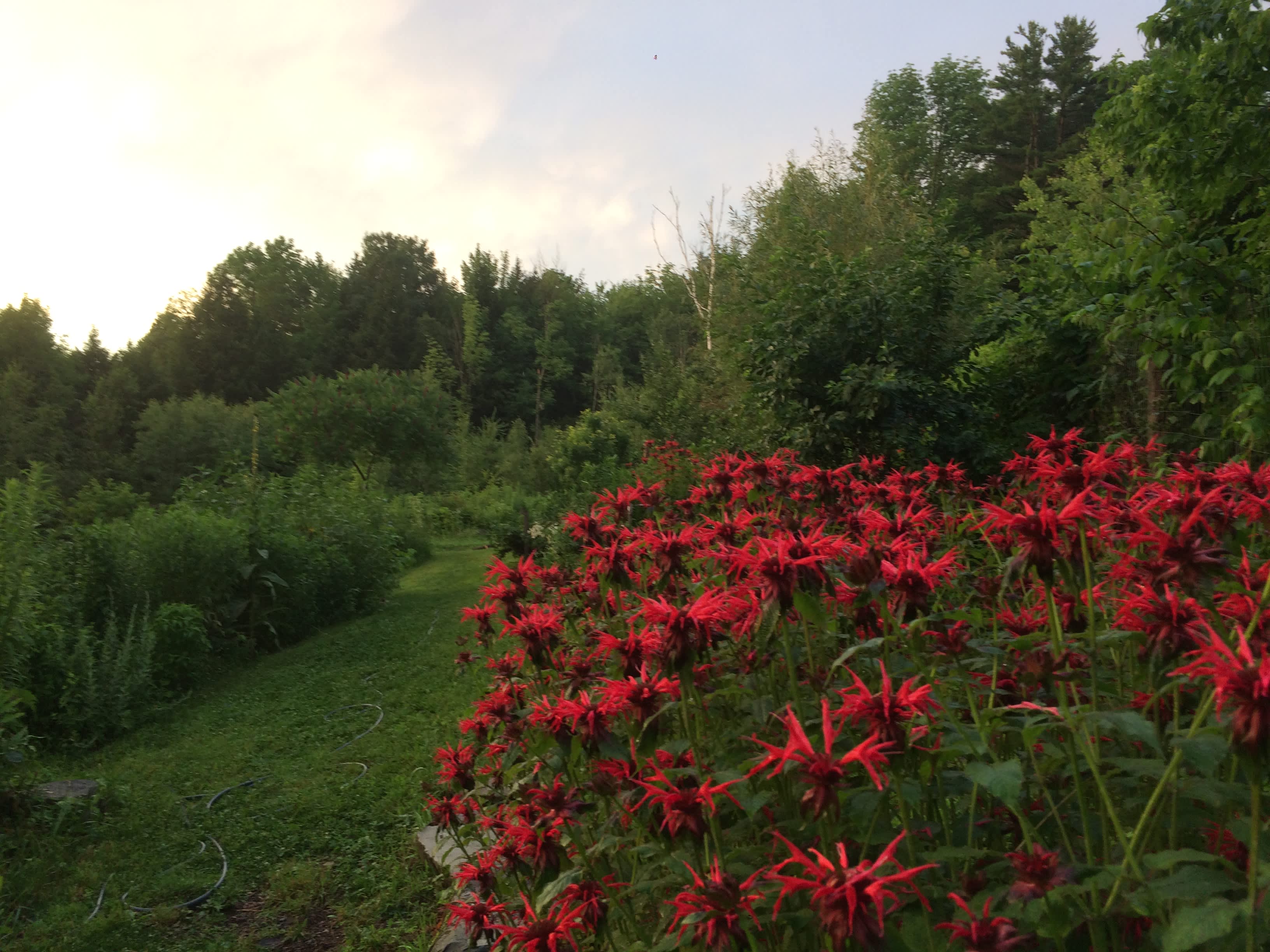 The path to the campsite winds through extensive native wildflower gardens. 