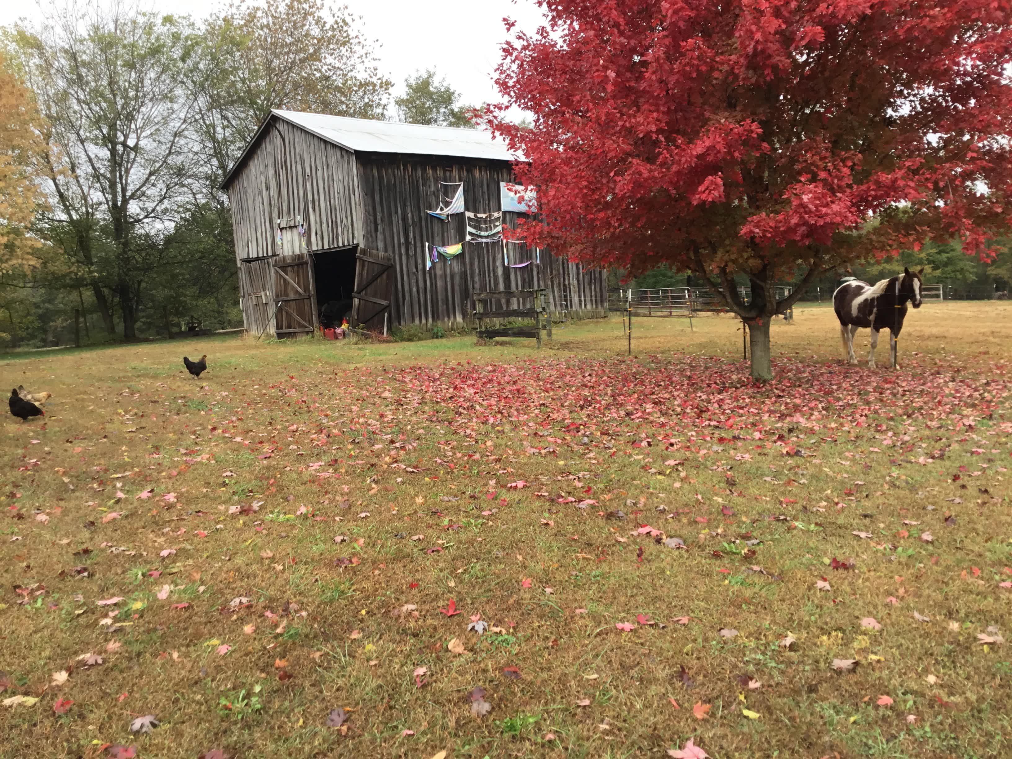 A view from behind THE TACK ROOM, overlooking the old tobacco barn.  Peaceful. Private. Kentucky. 