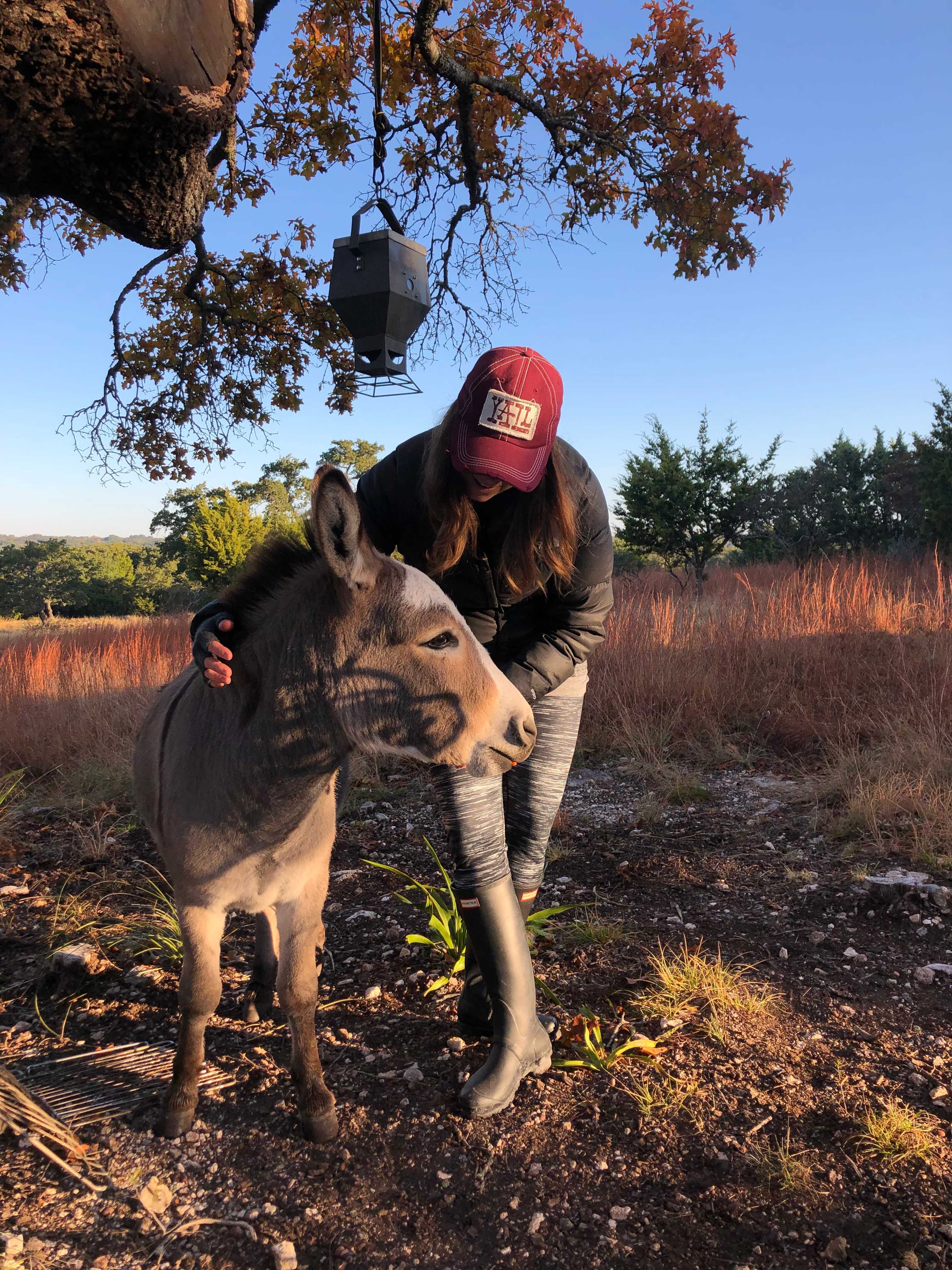 The pair of donkeys so sweet!