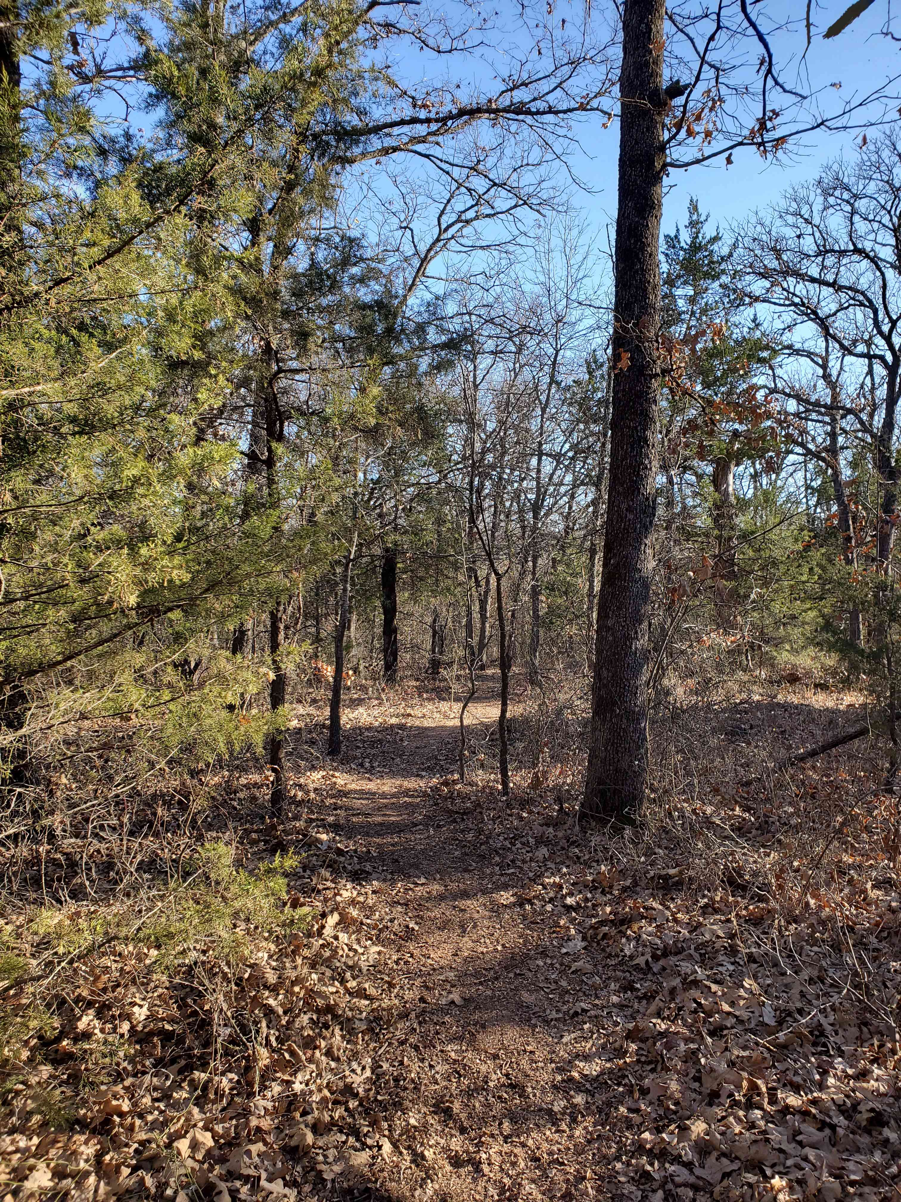 Oaklore Forest