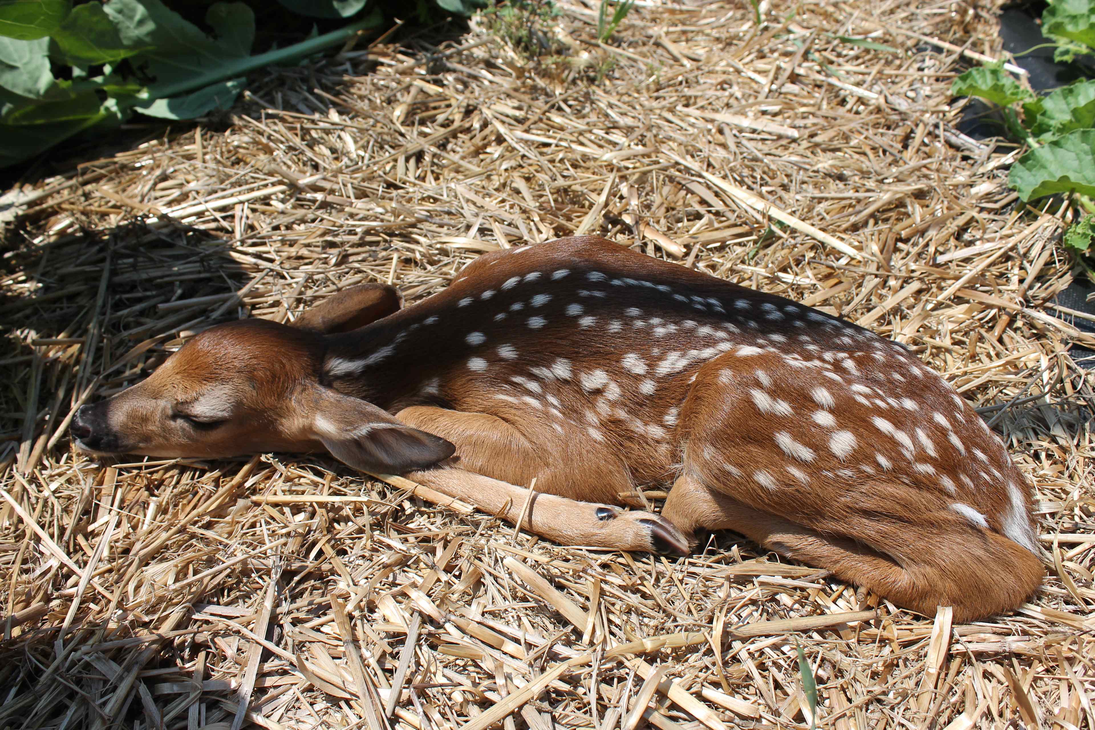 Nature is pretty comfortable with us and interactions with deer, fox, and birds are a common occurrence. 