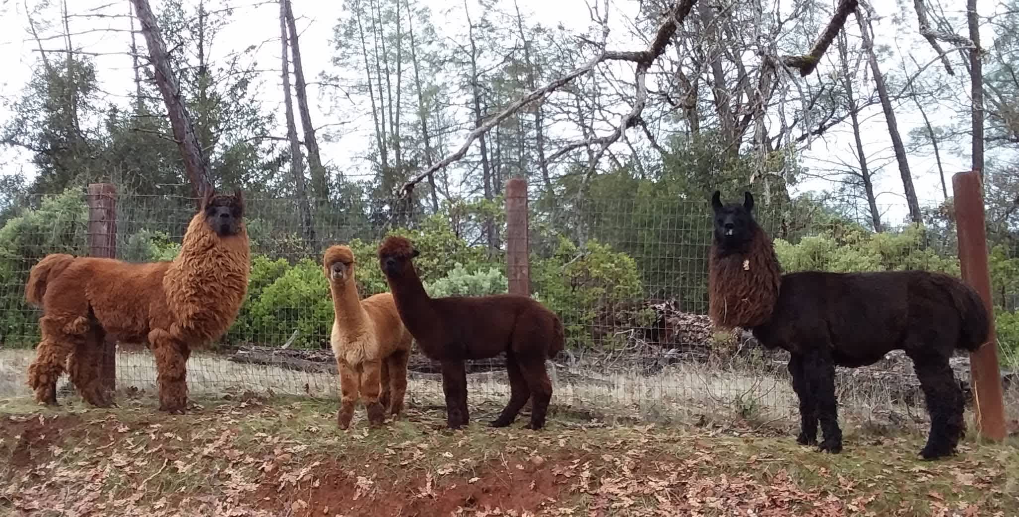 Our first animals in 2018...2 Argentine llamas and their "mini me" alpacas! They are the inspiration for our One Thing Ranch. 
