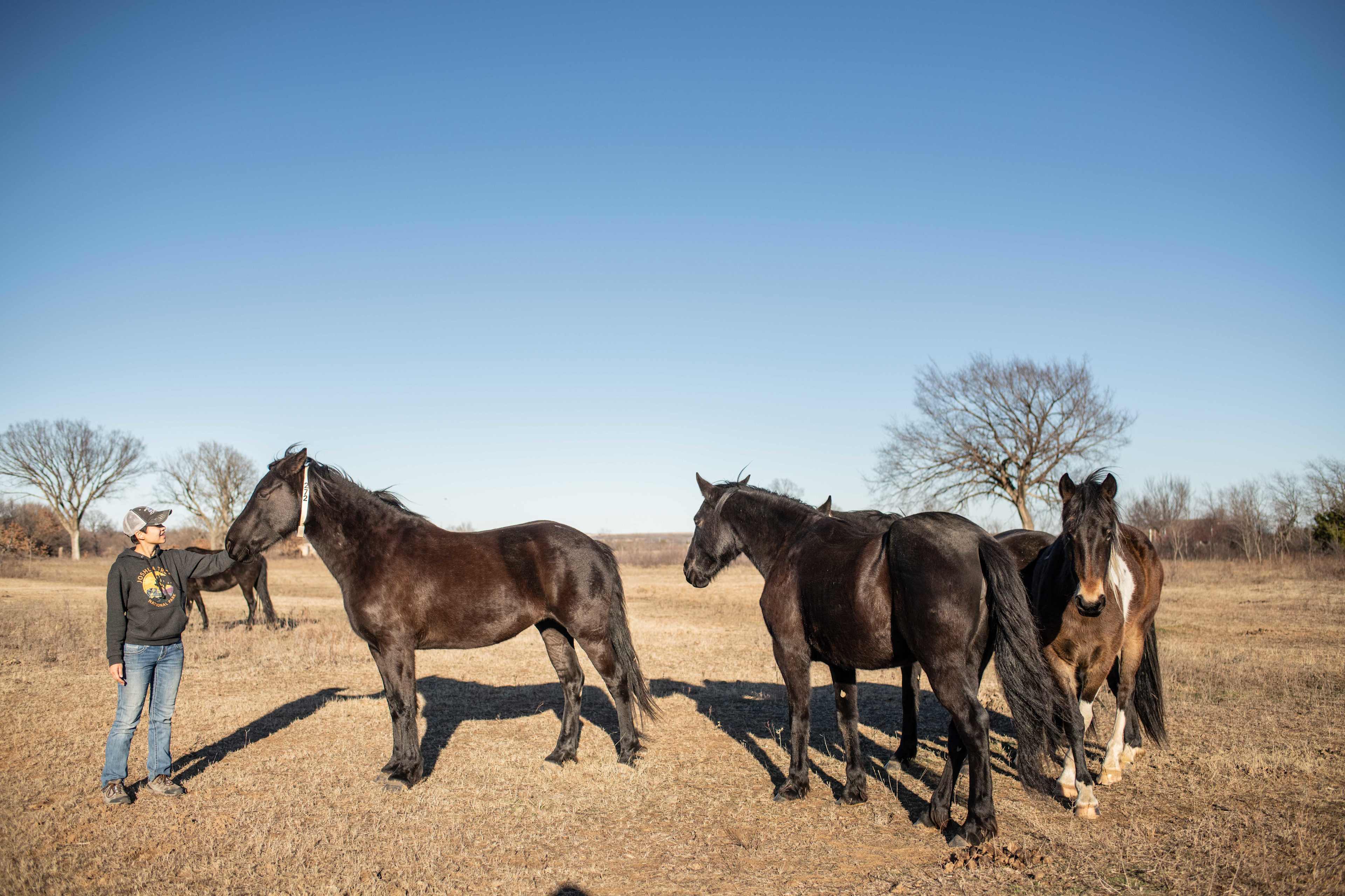 Chivalry Friesians Ranch